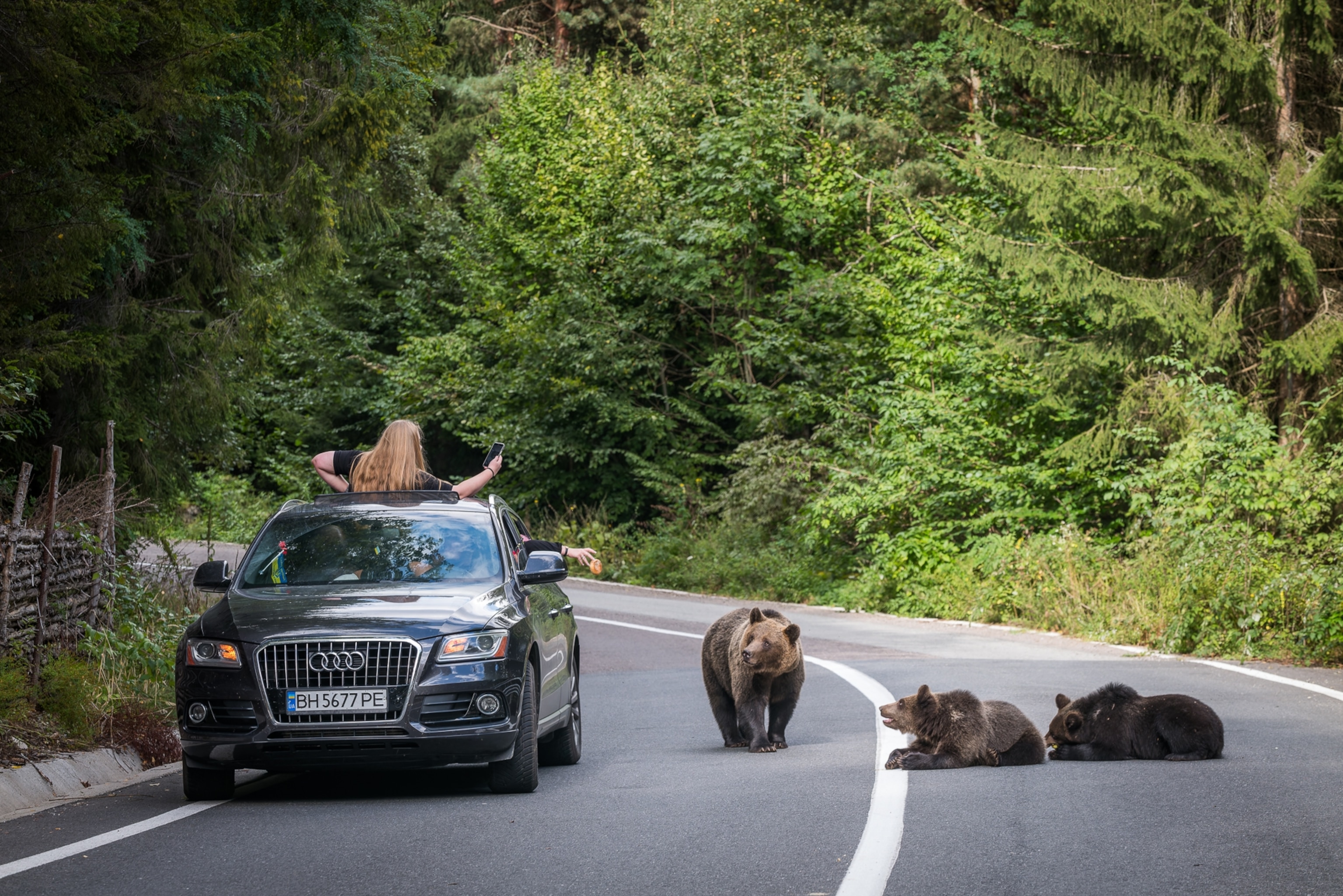 Three bears stop and are photographed on a roadway by a woman from a cars sunroof.