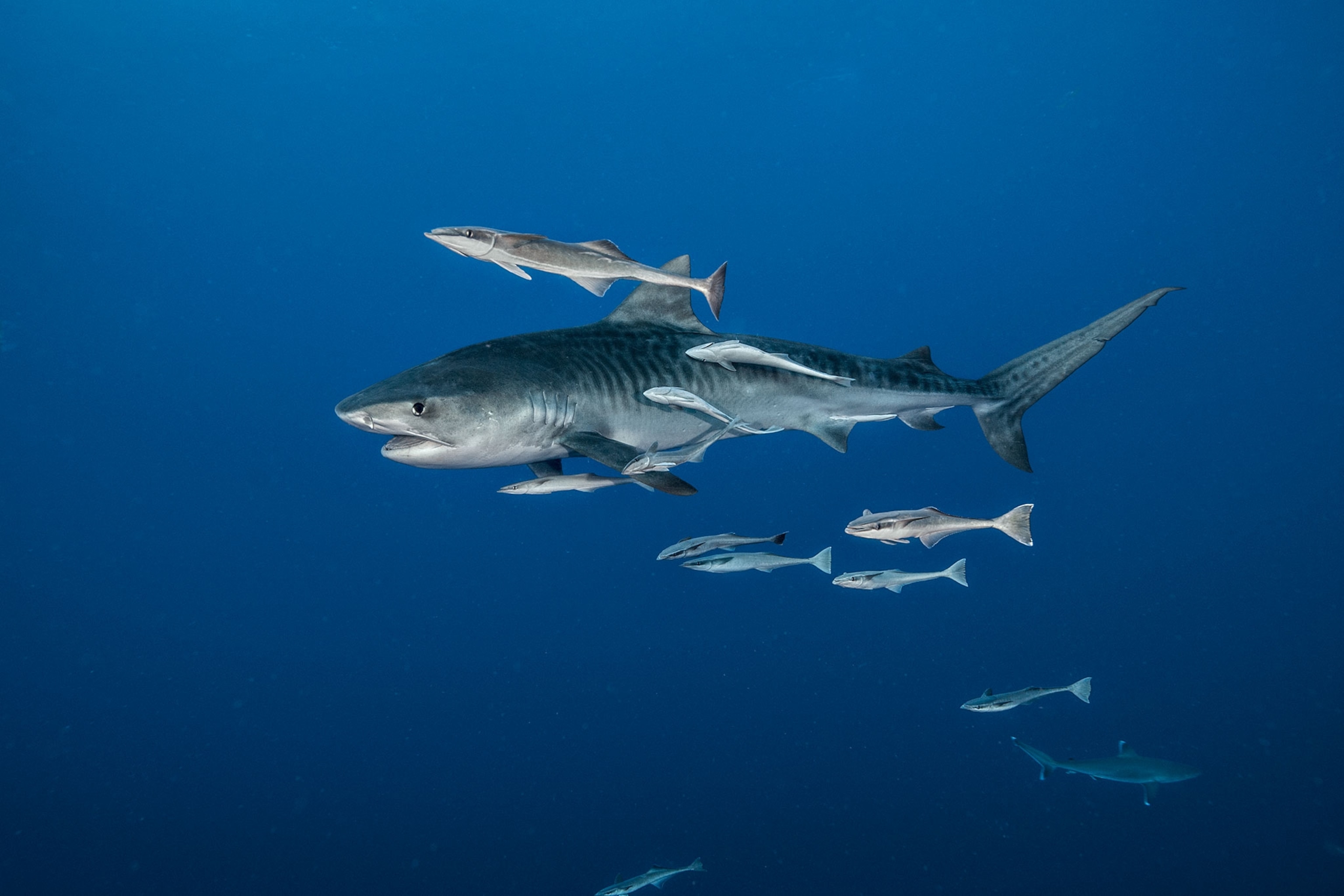 a tiger shark in South Africa