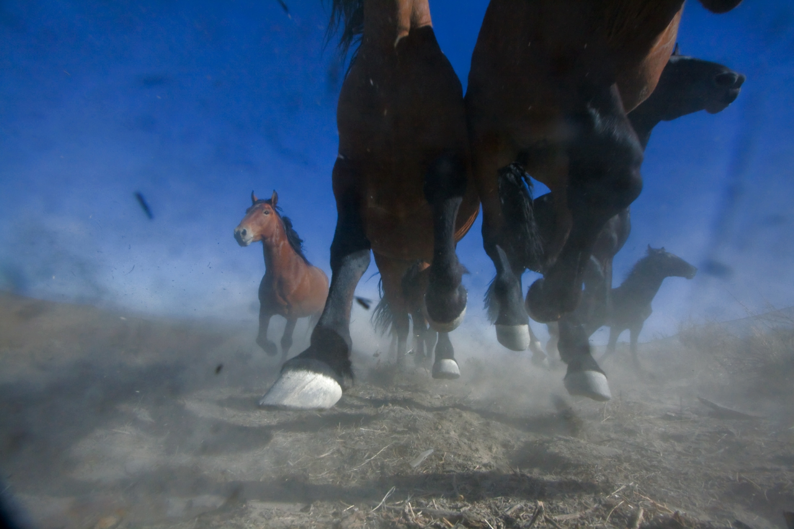 wild mustangs