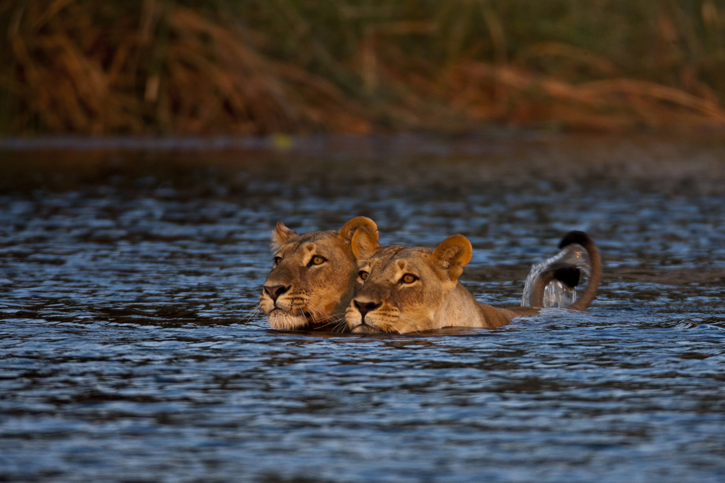 a pride of lions in Botswana
