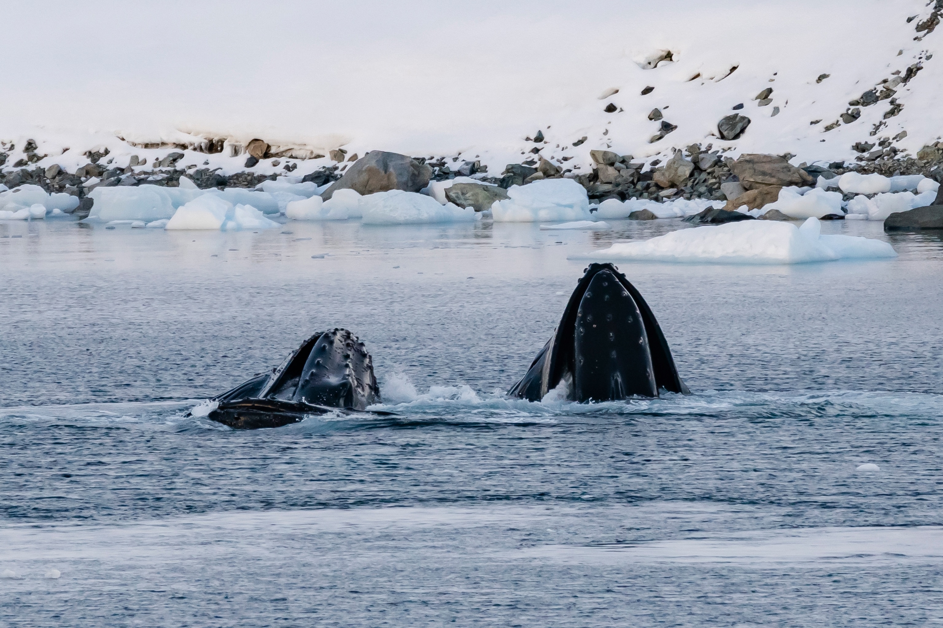 Humpback whales