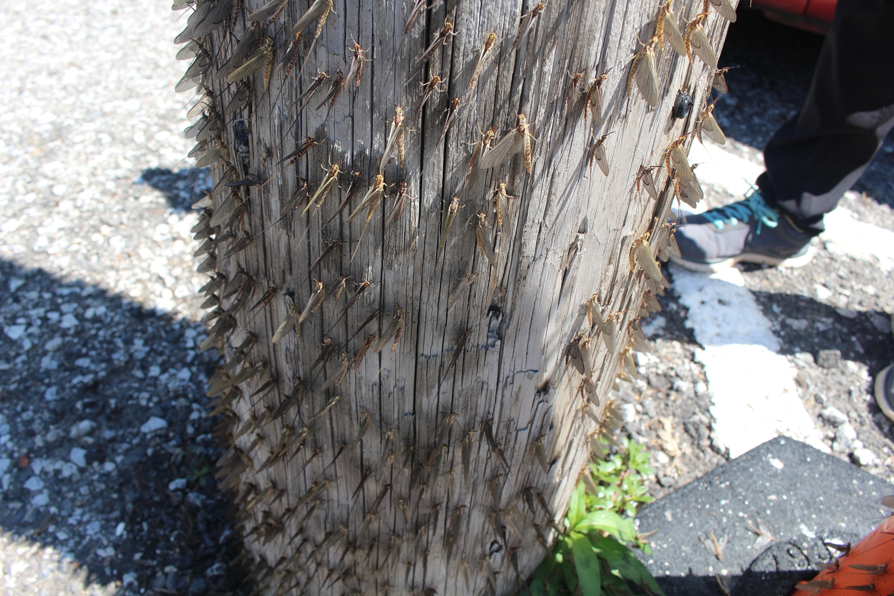 mayflies