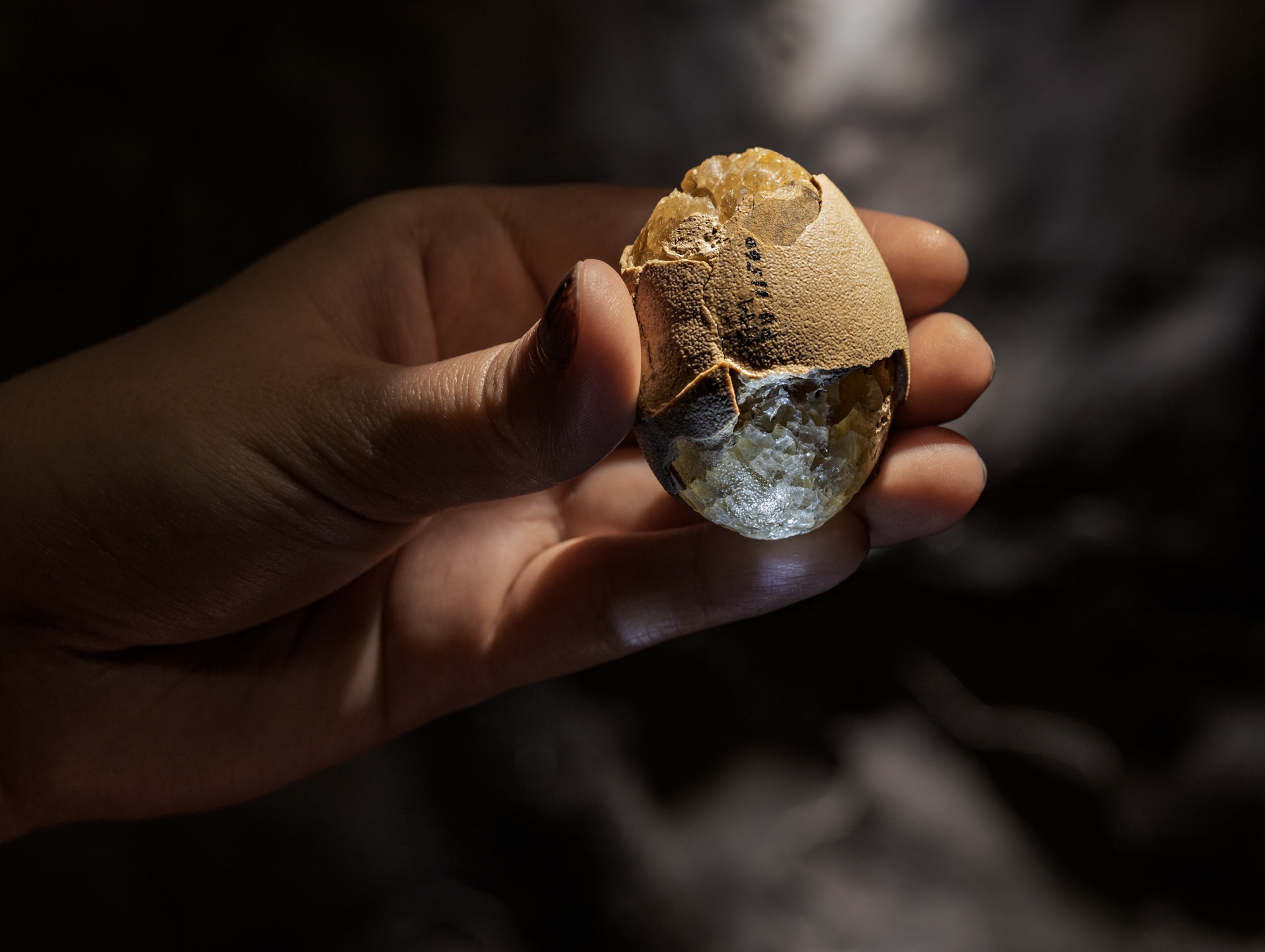 a hand holding a fossilized egg