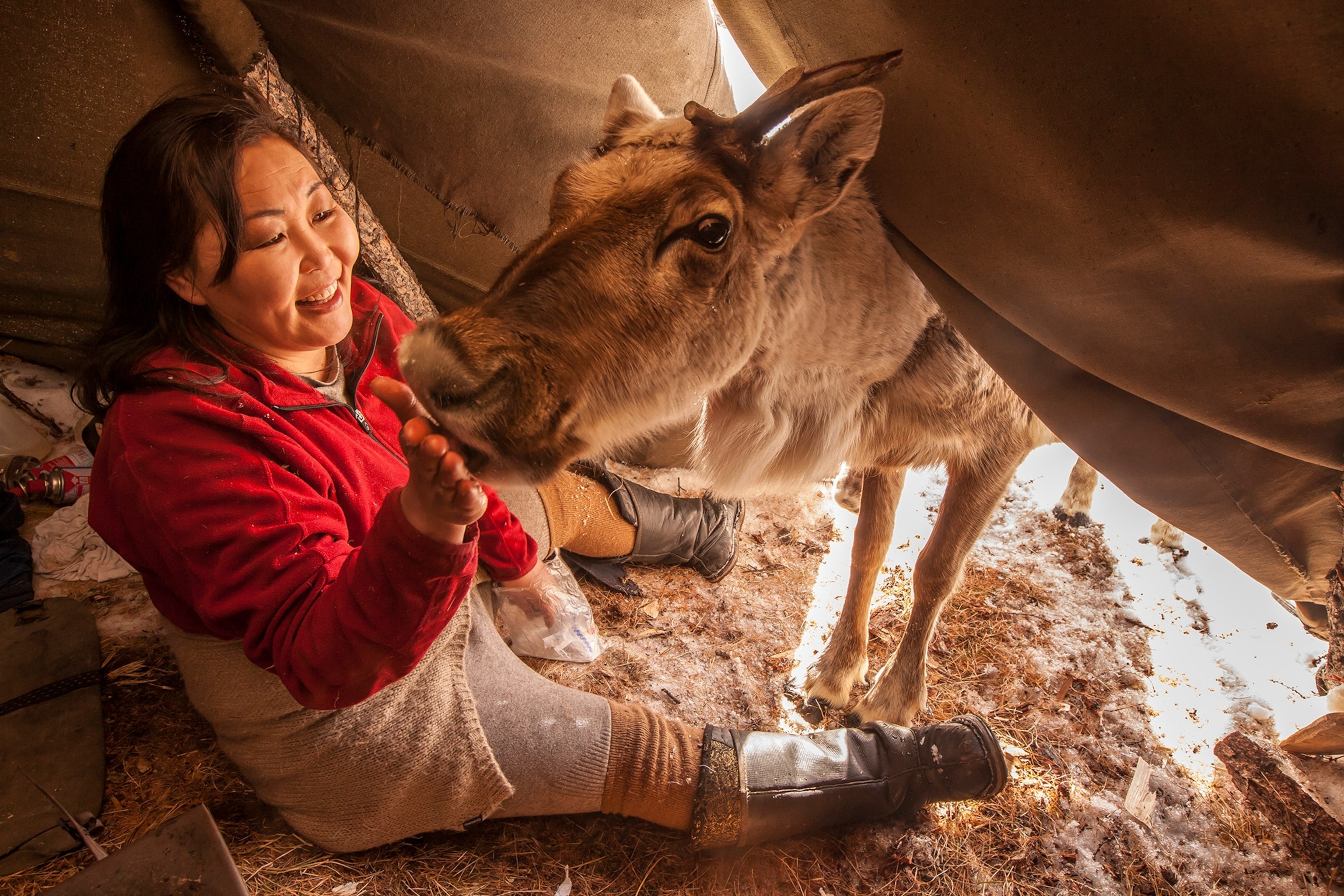 a Tsaatan woman and a reindeer