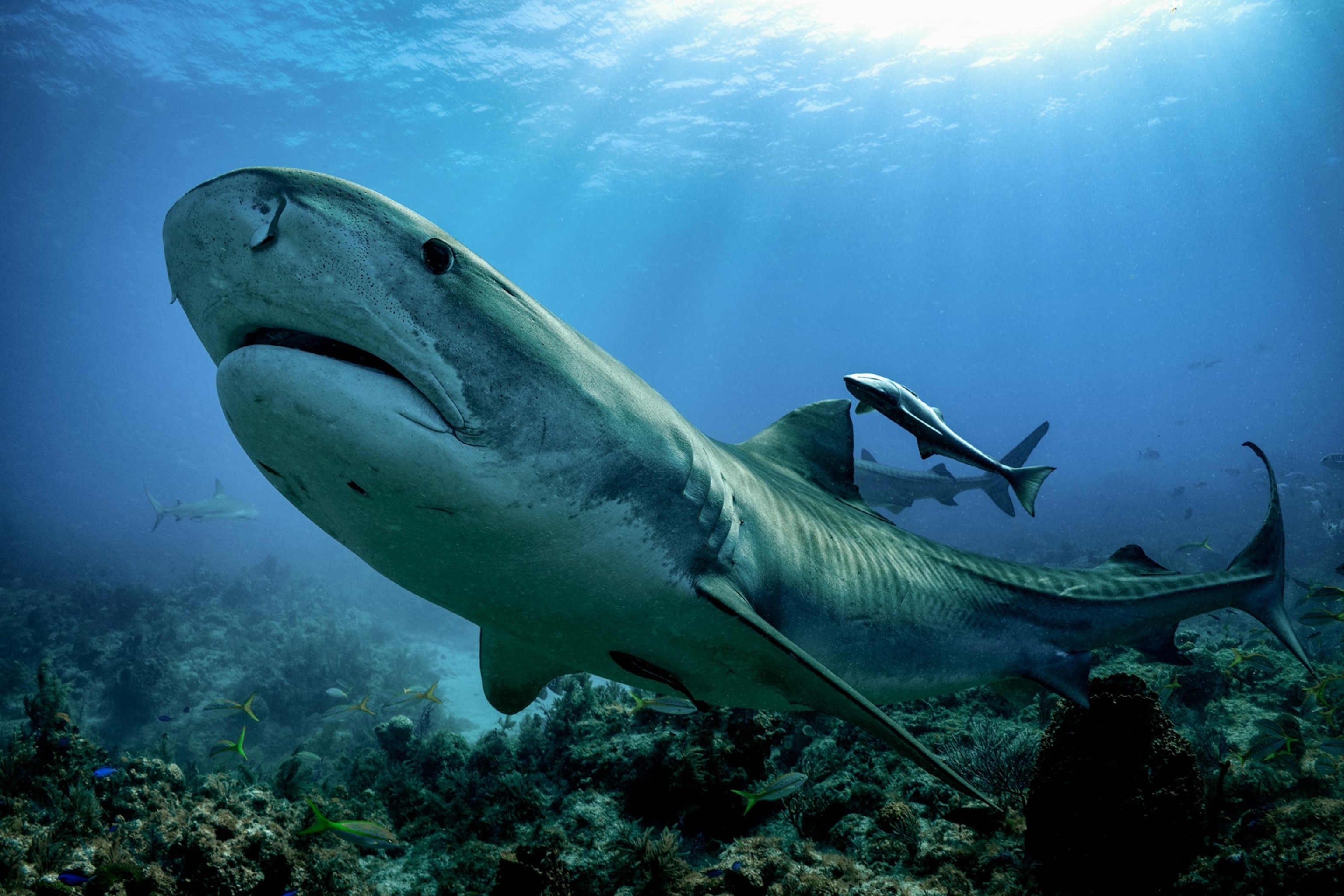 Low angle of sharks swiming