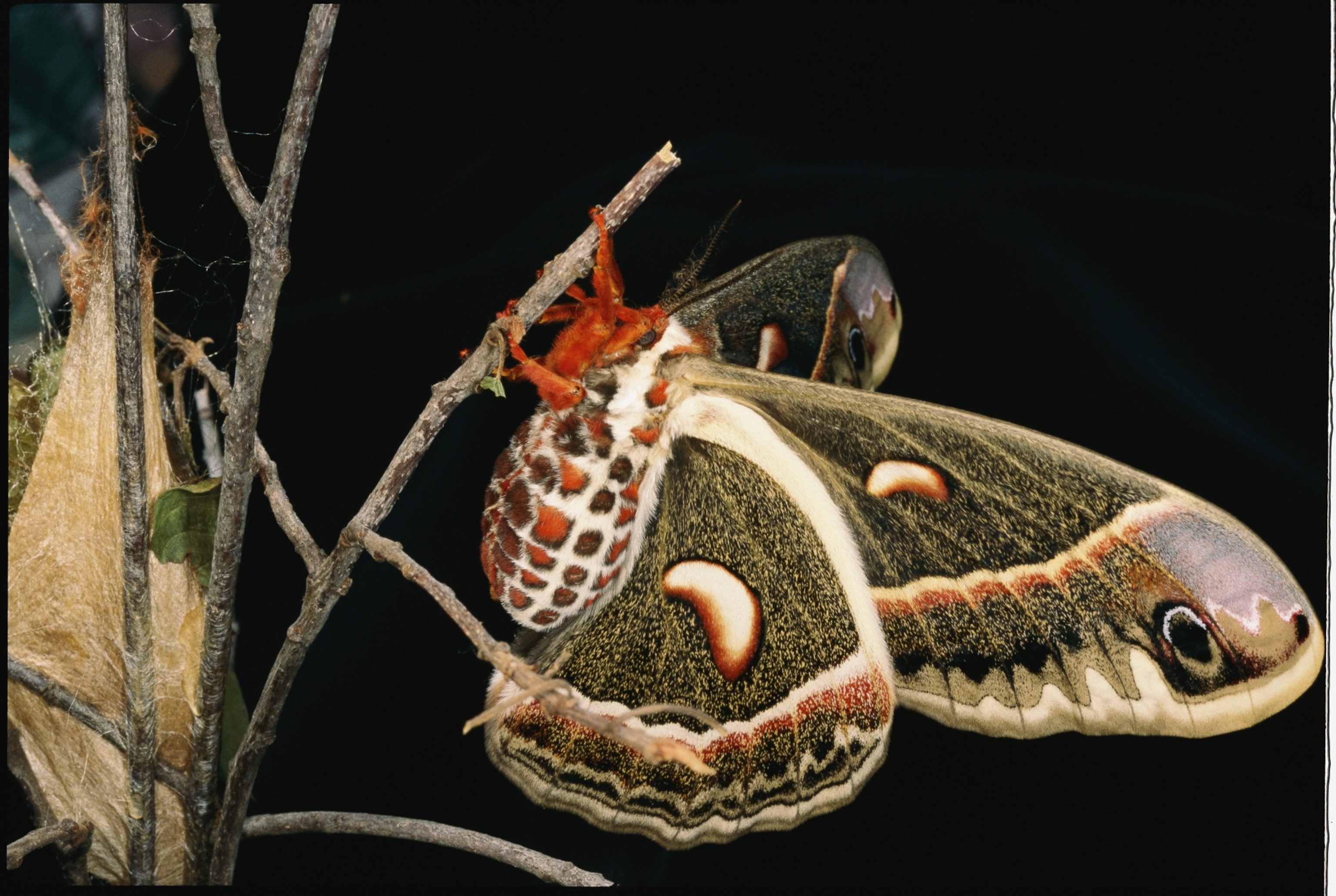 a moth on a twig