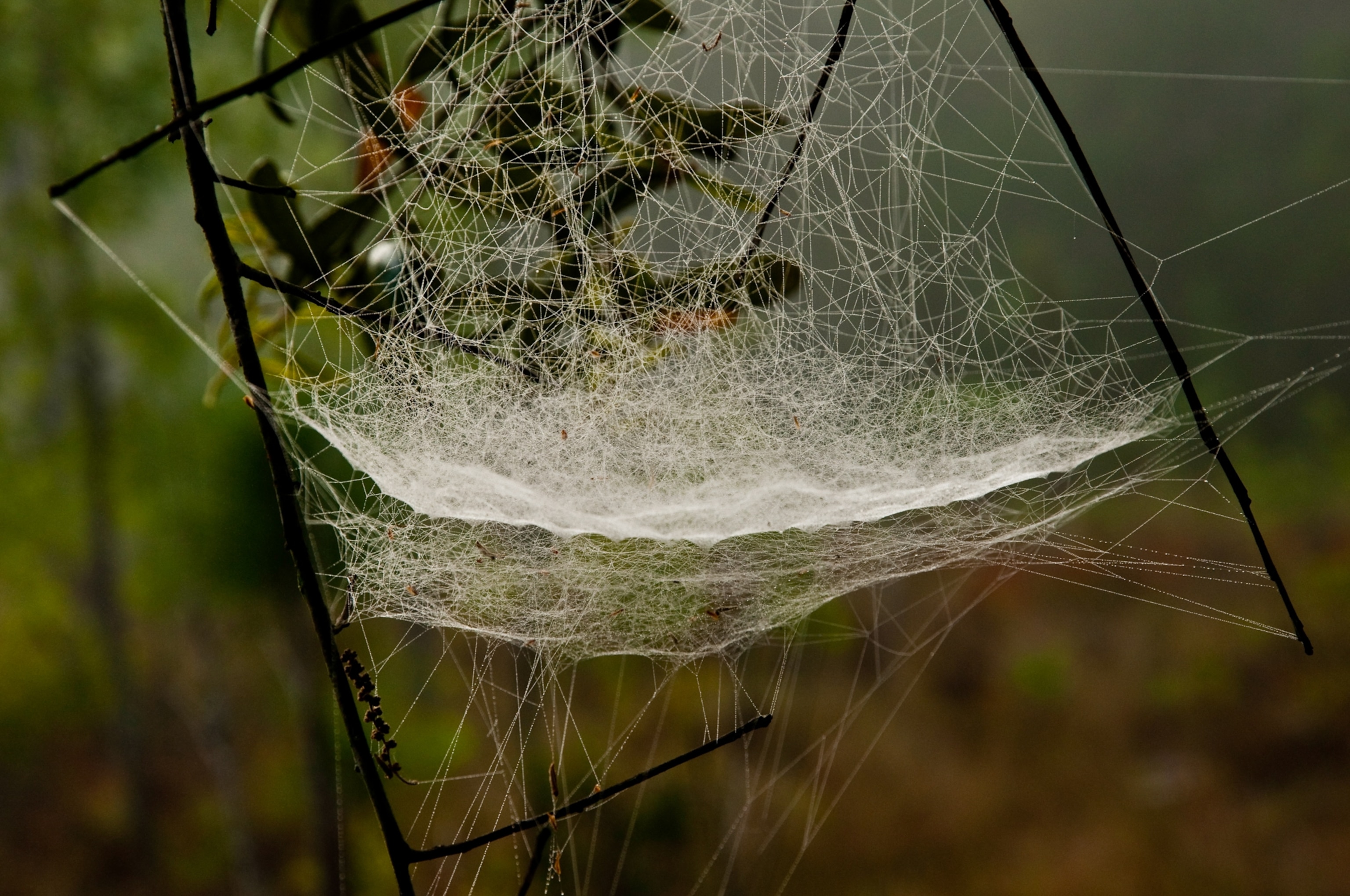 a sheet spider web between a few branches