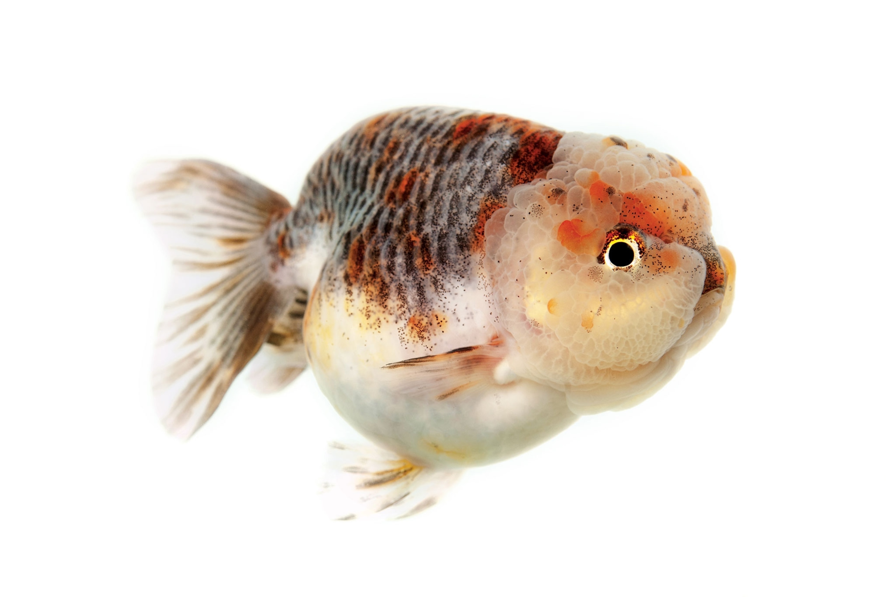 a goldfish