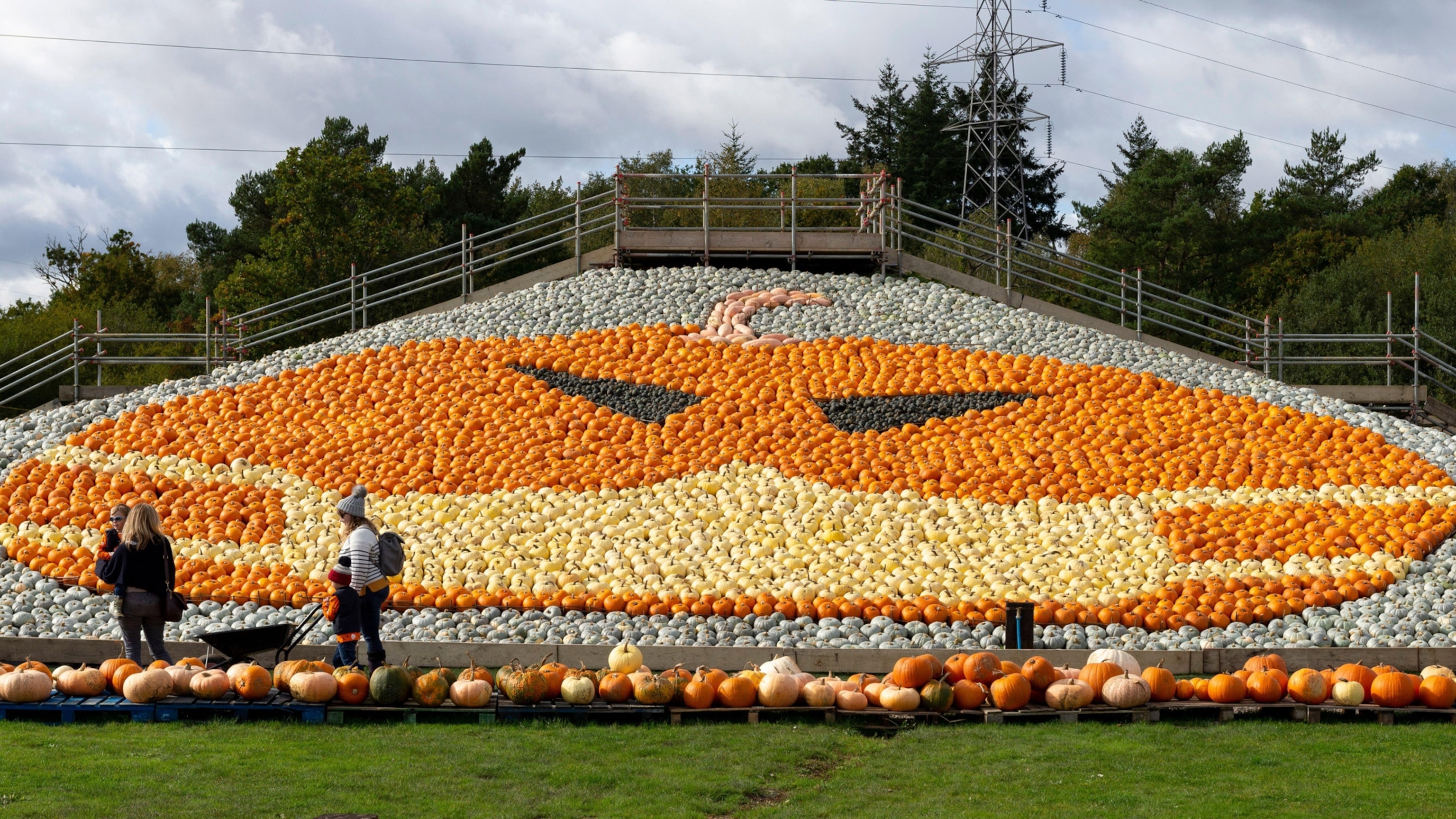 pumpkins in totton uk