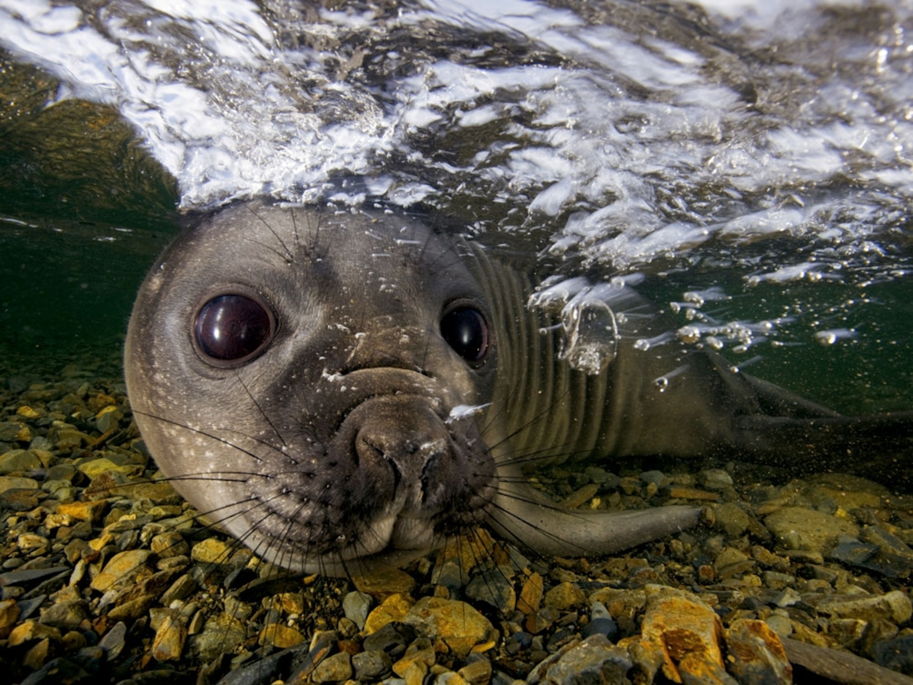 Elephant seal pup in water