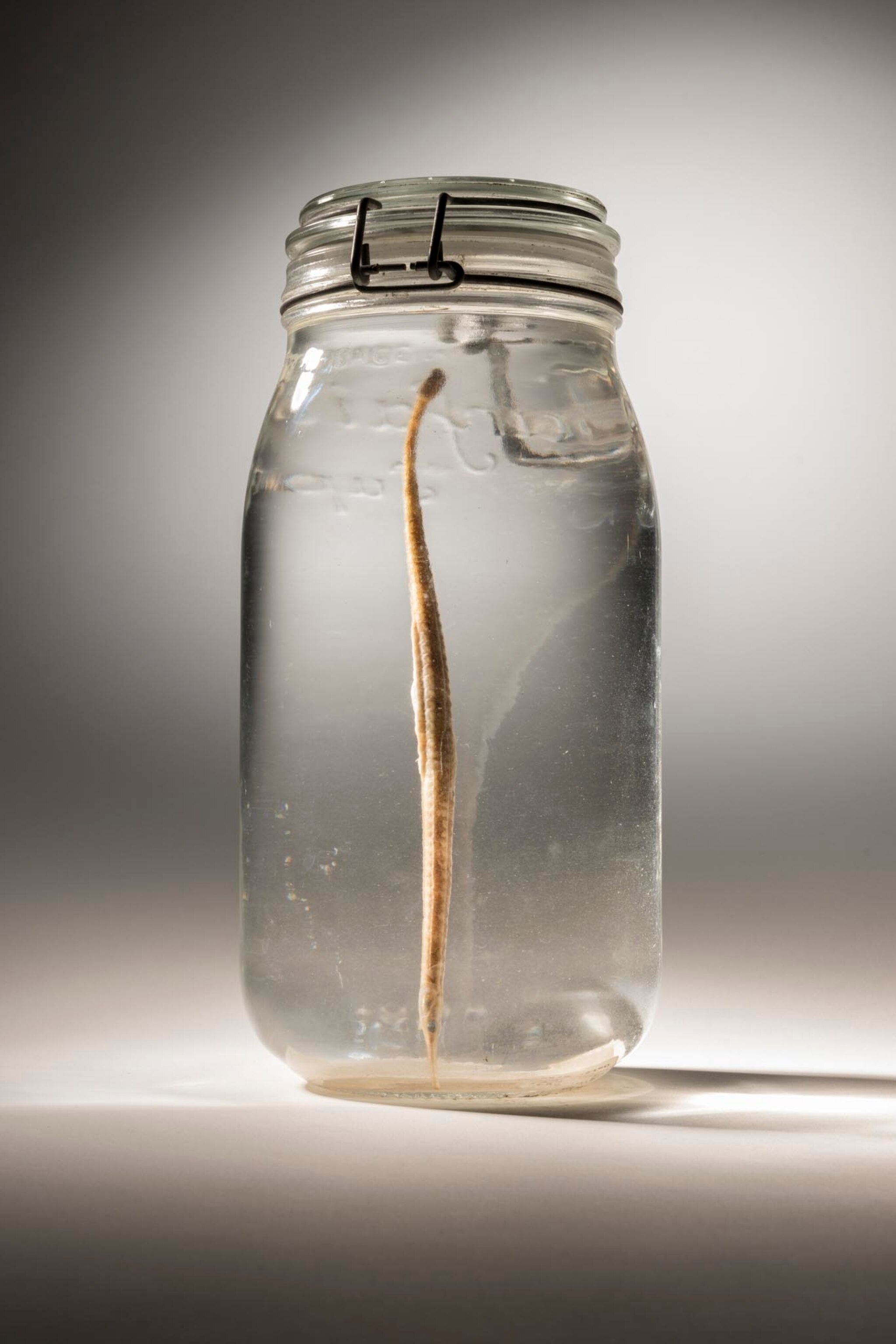 a chain pipefish in a jar