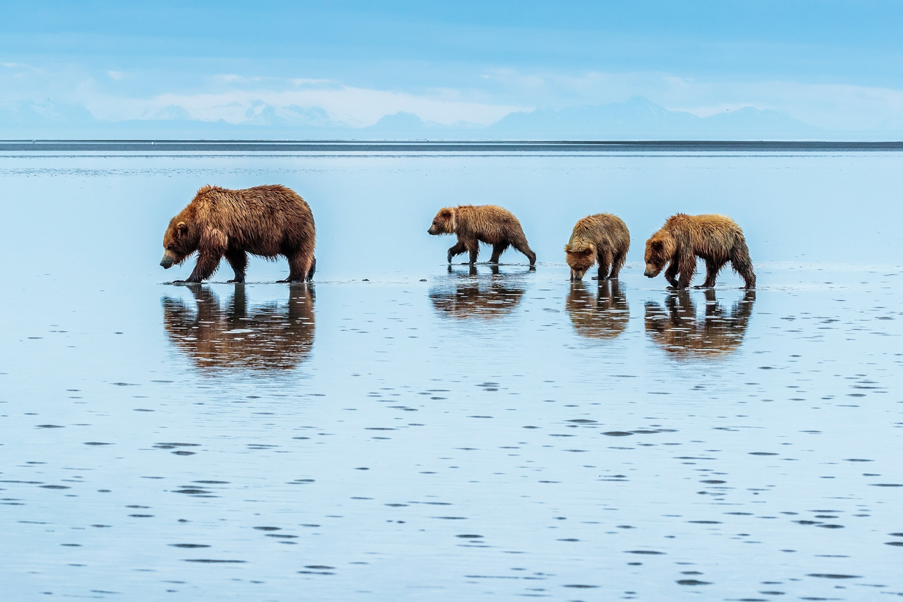 coastal brown bears at Sliver Salmon Creek in Lake Clark National Park, Alaska