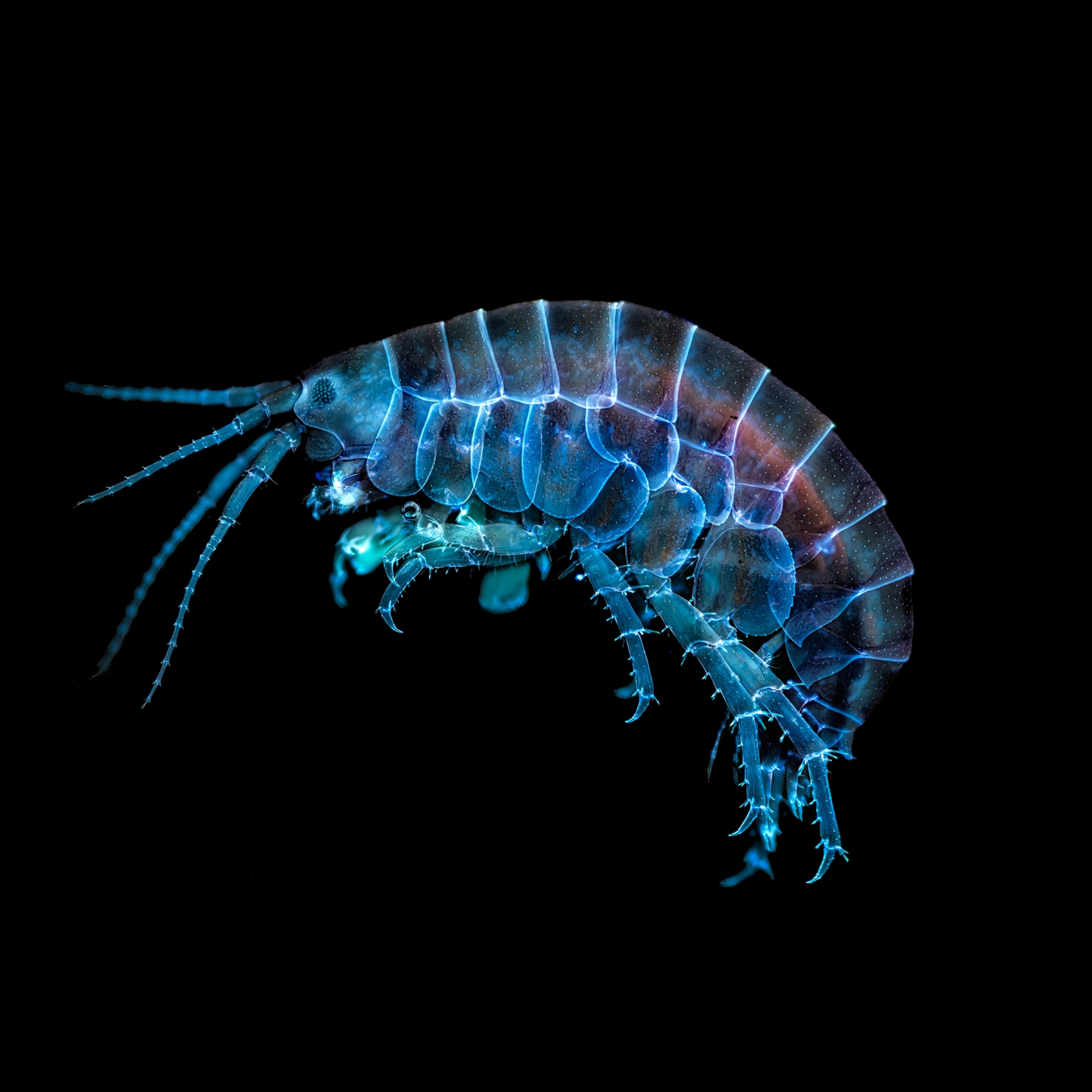 A microscopic view of an amphipod, which glows electric blue under UV light