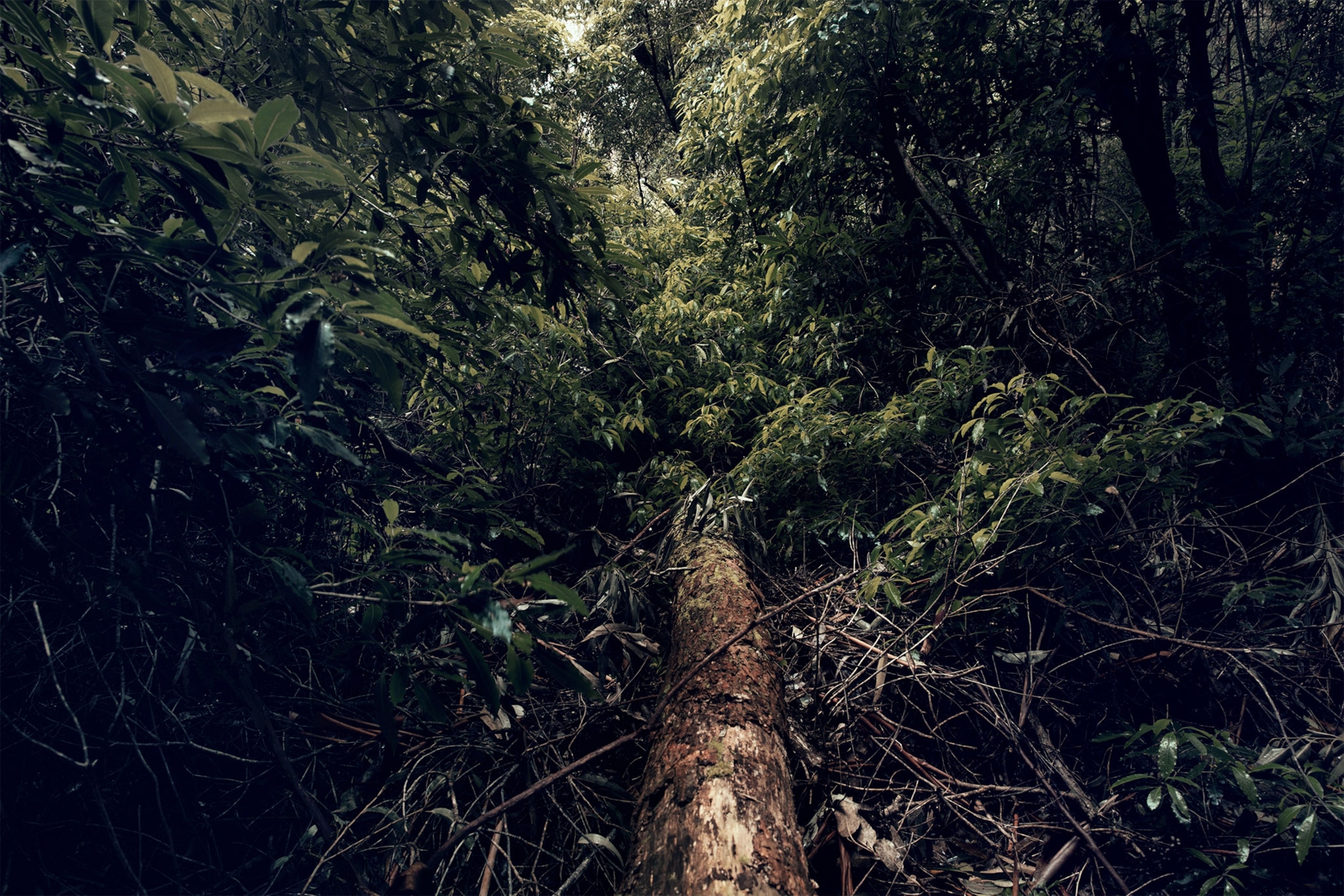 a forest in Uruguay
