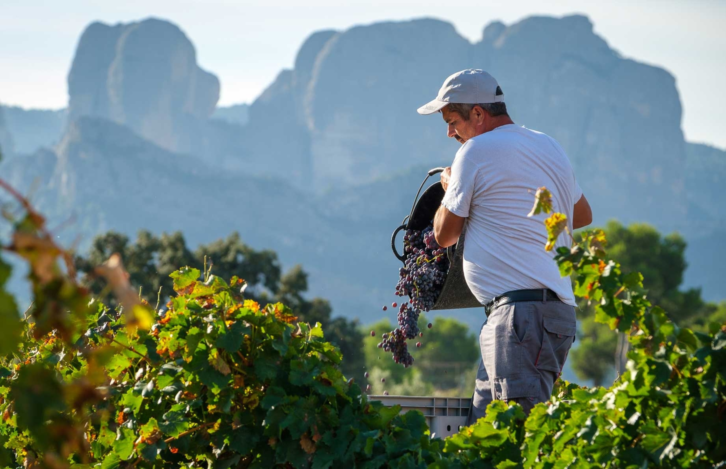 Wine growing