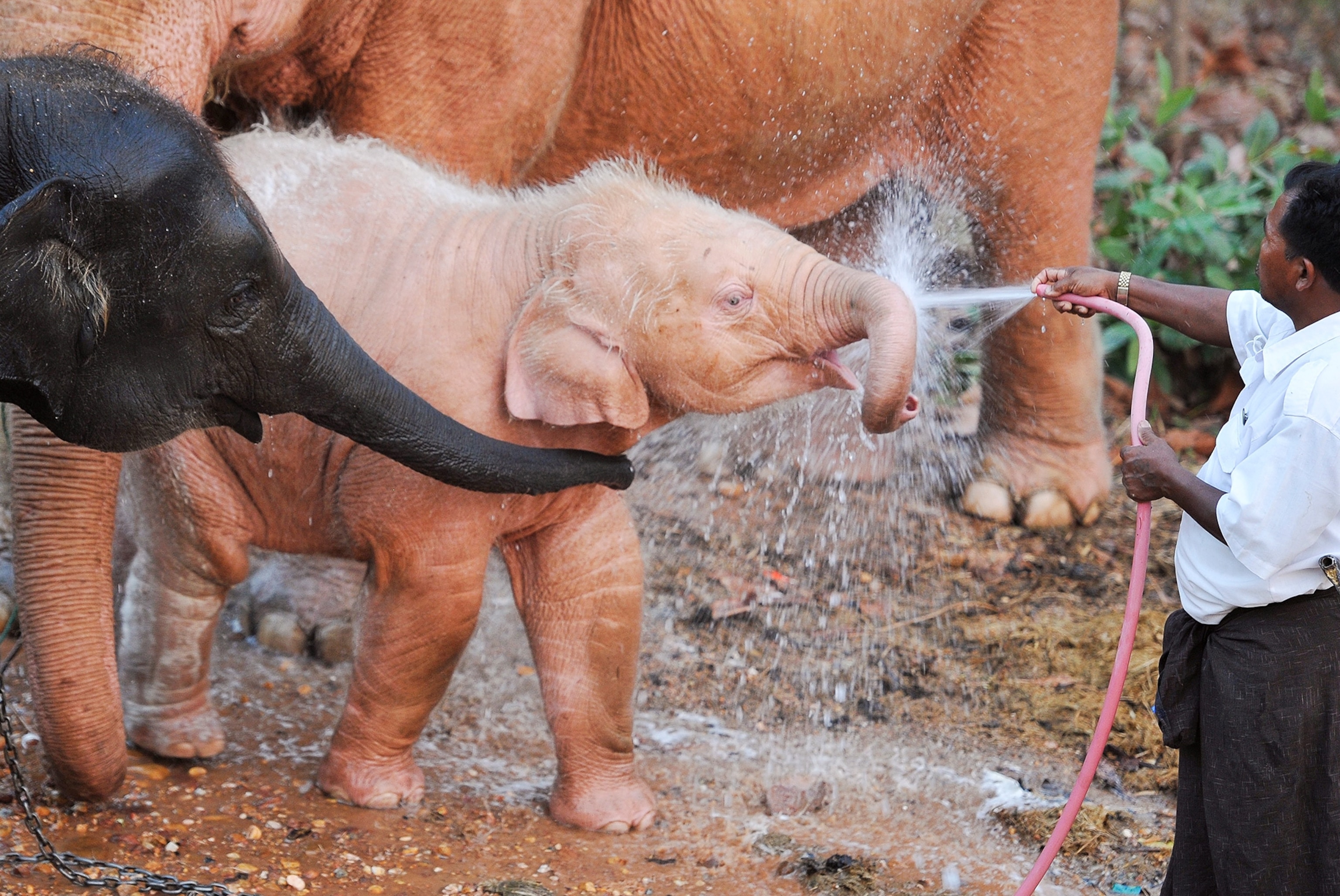 newborn white elephant being bathed