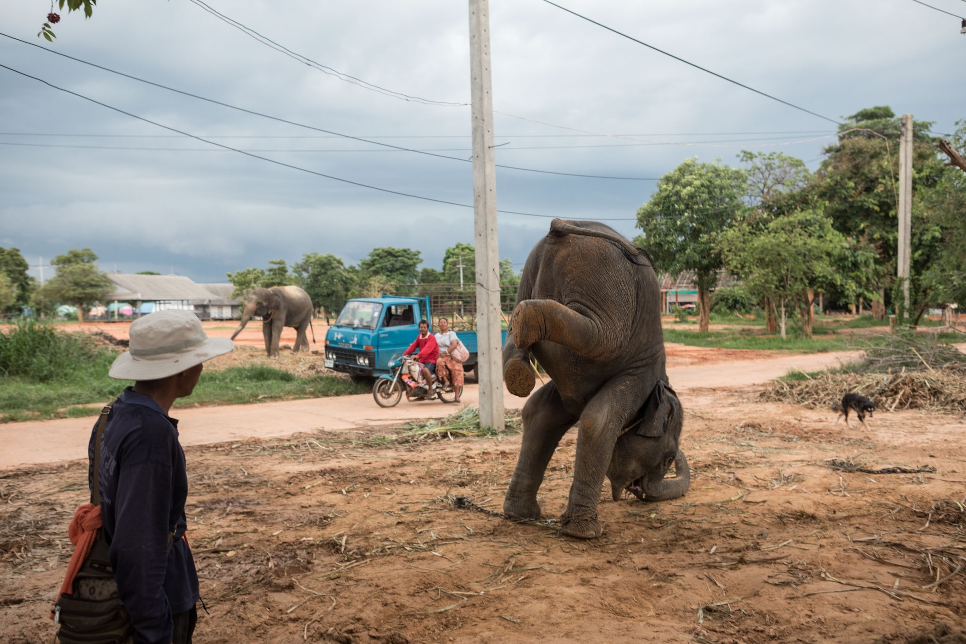 an elephant doing a head stand