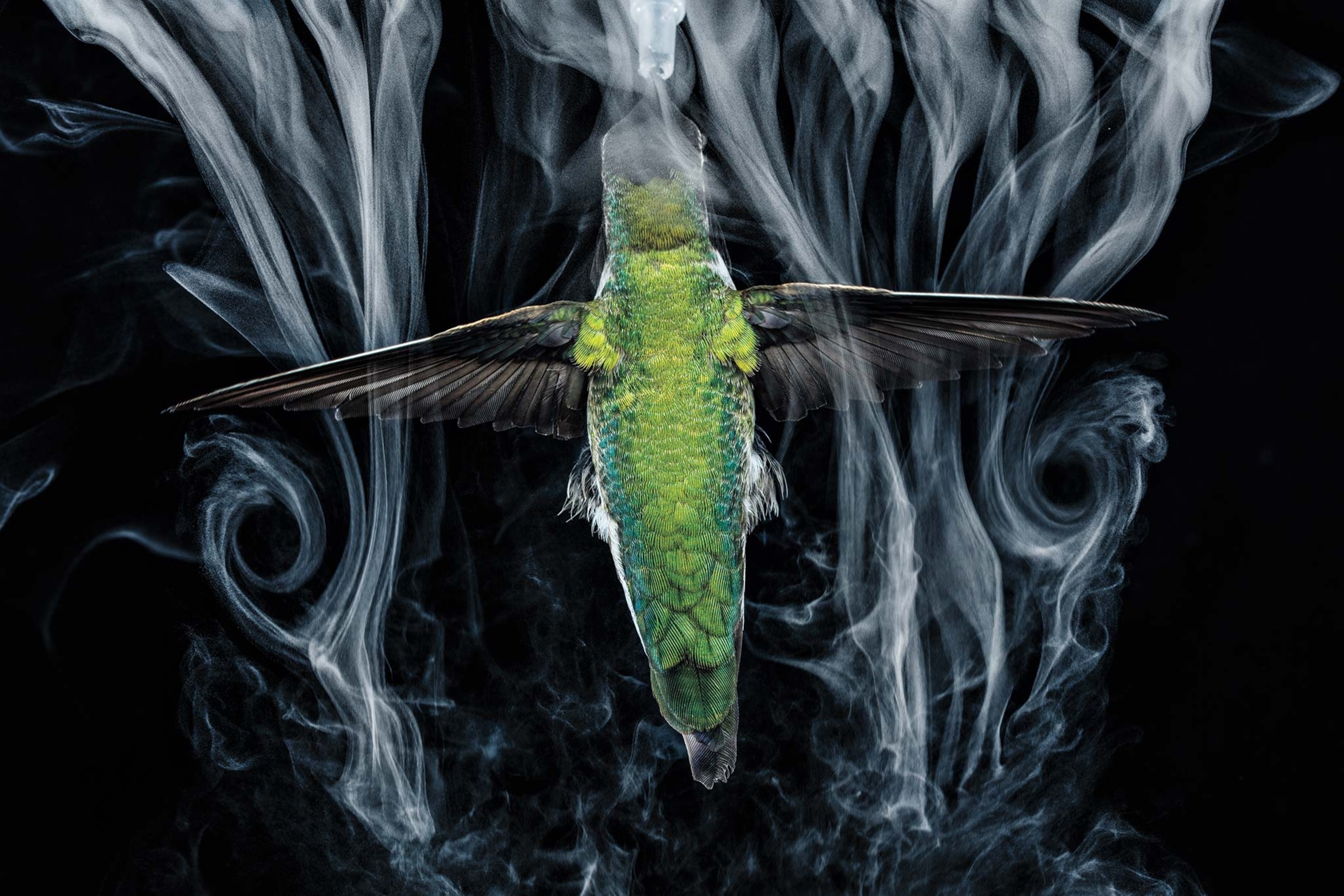 A green hummingbird flies through a fine mist