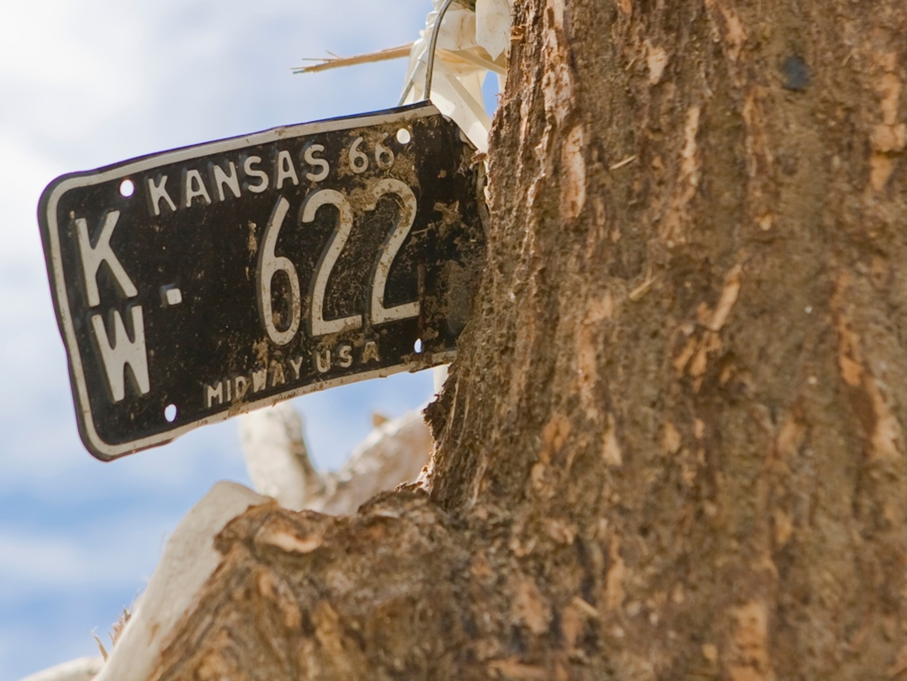 A car license plate stuck into a tree