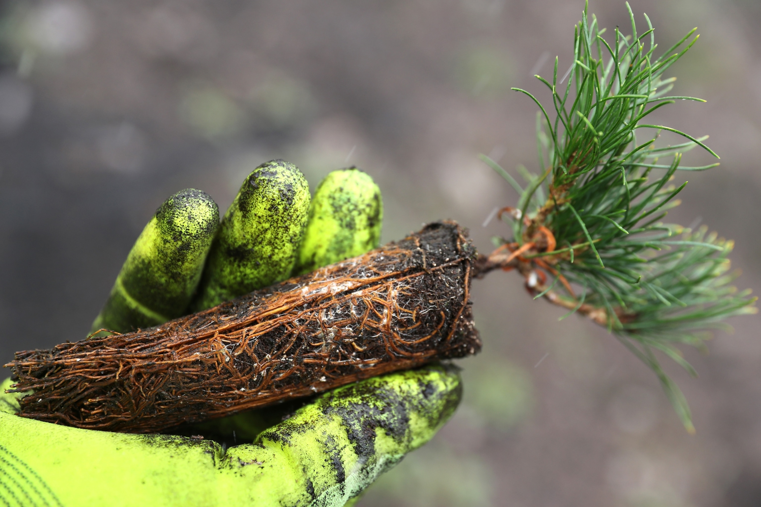 holding a small pine tree seedling in a gloved hand