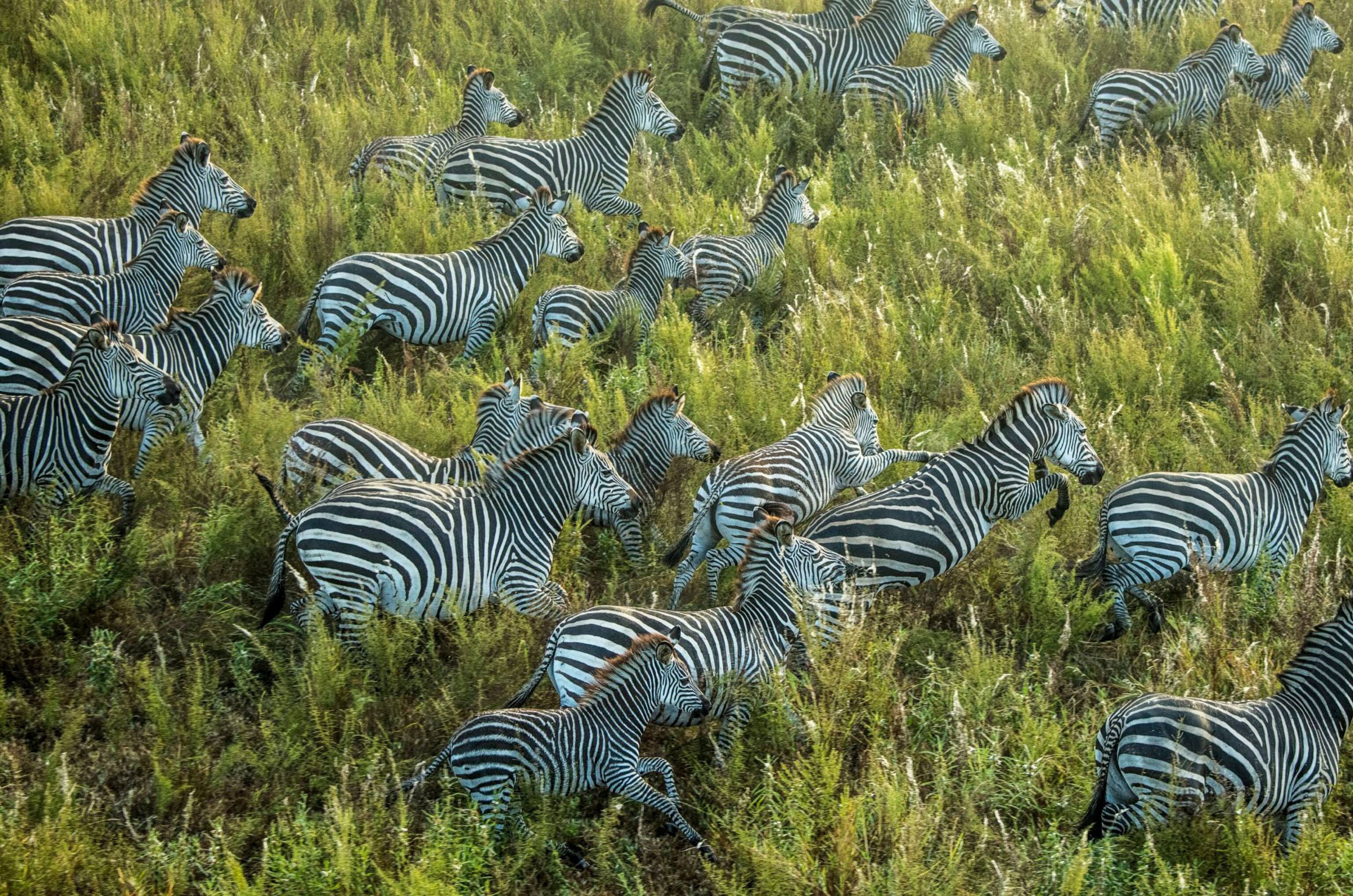 a herd of zebra in Mozambique