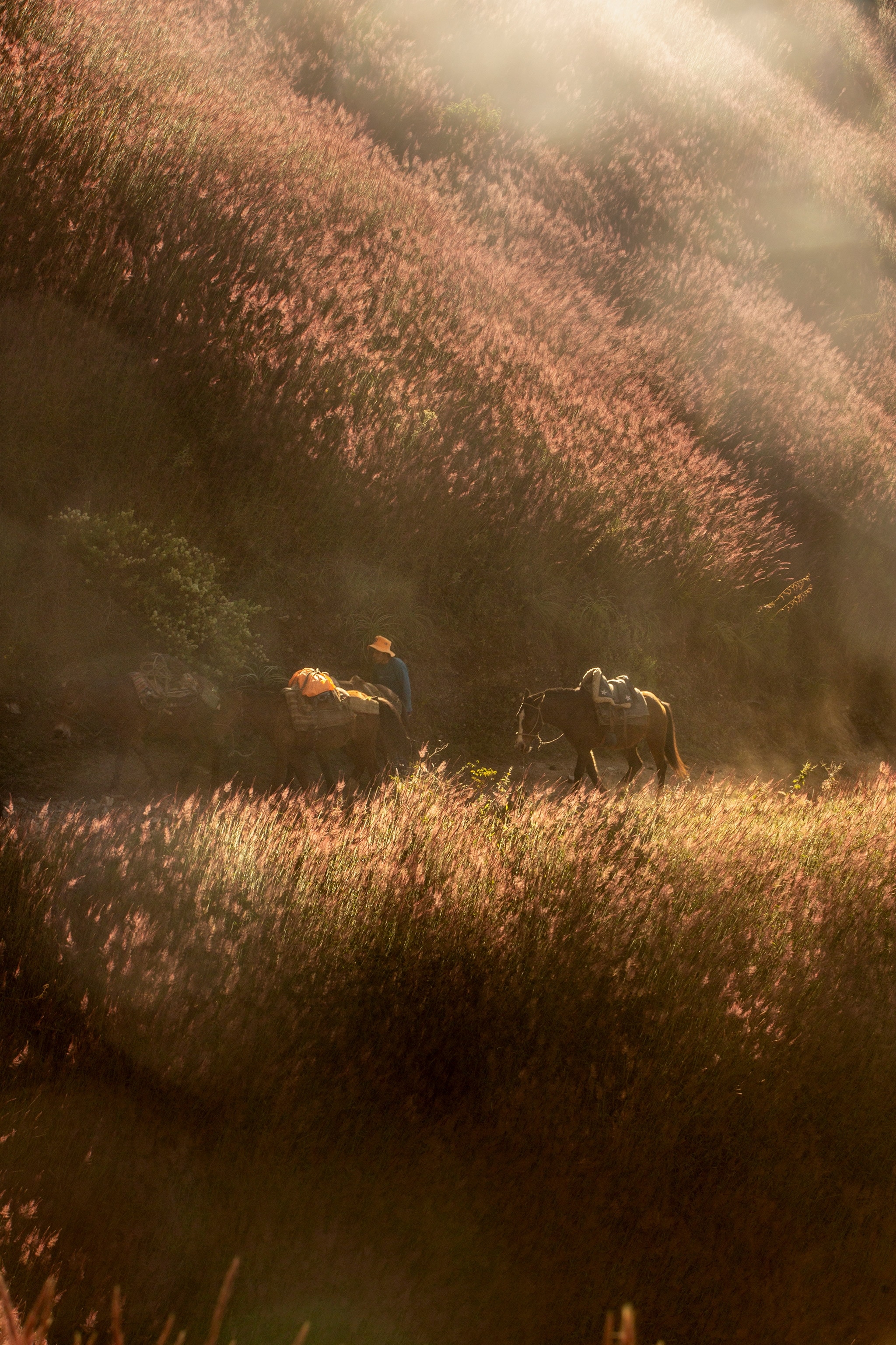 A muleteer and his horses on the way to the Chiquisca camp
