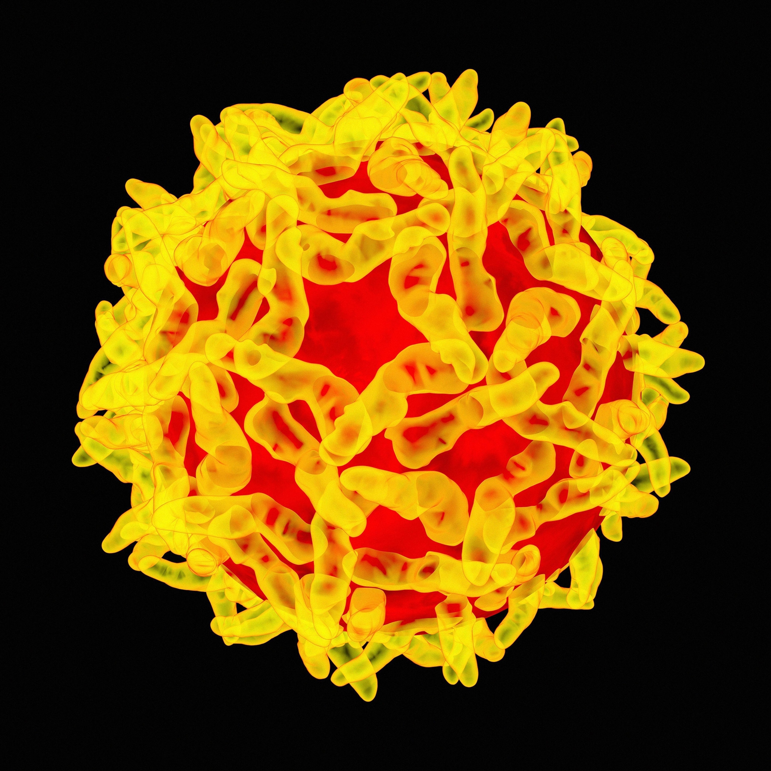 Yellow fever virus.