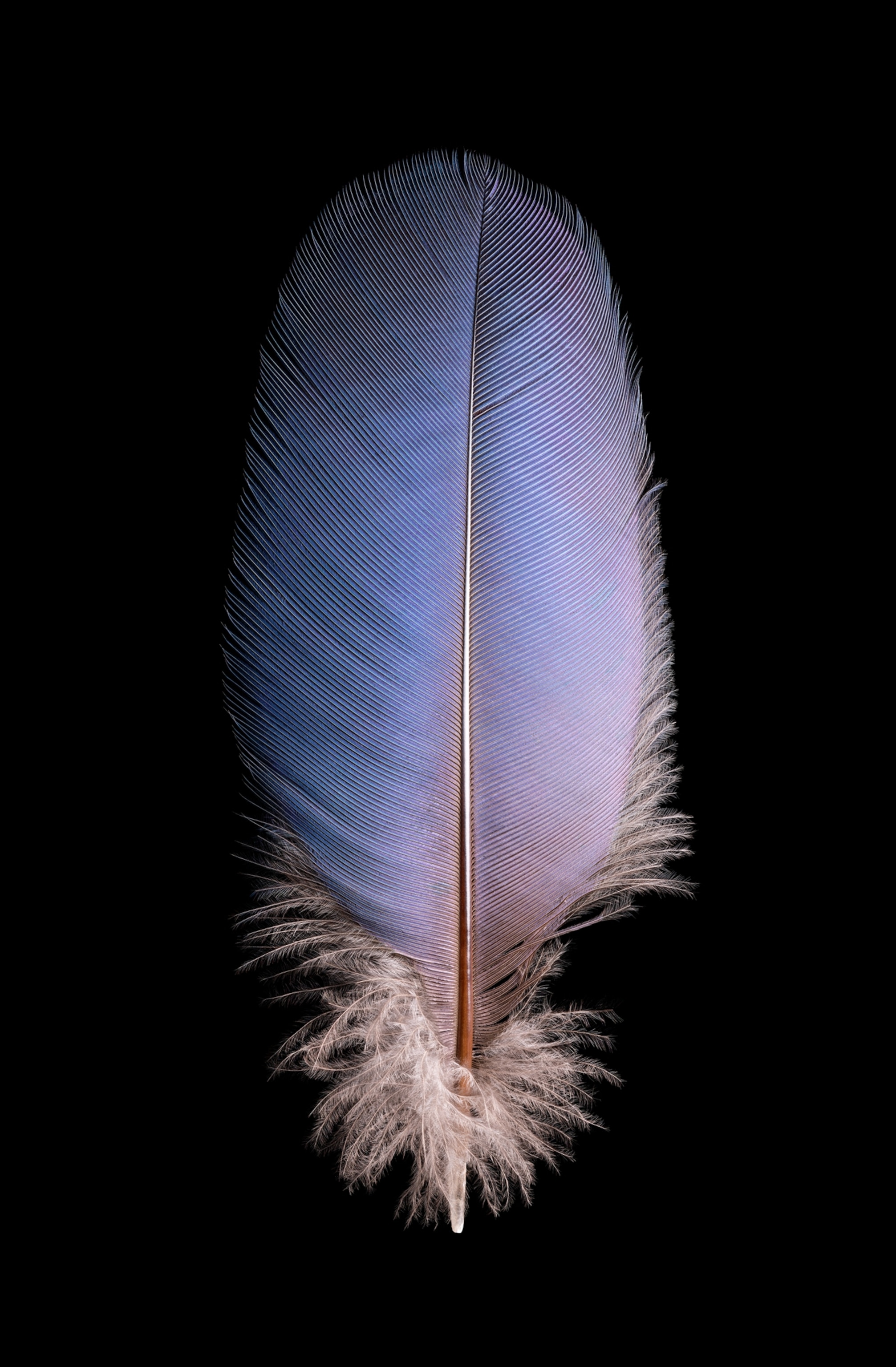 Blue gradually turning purple feather.