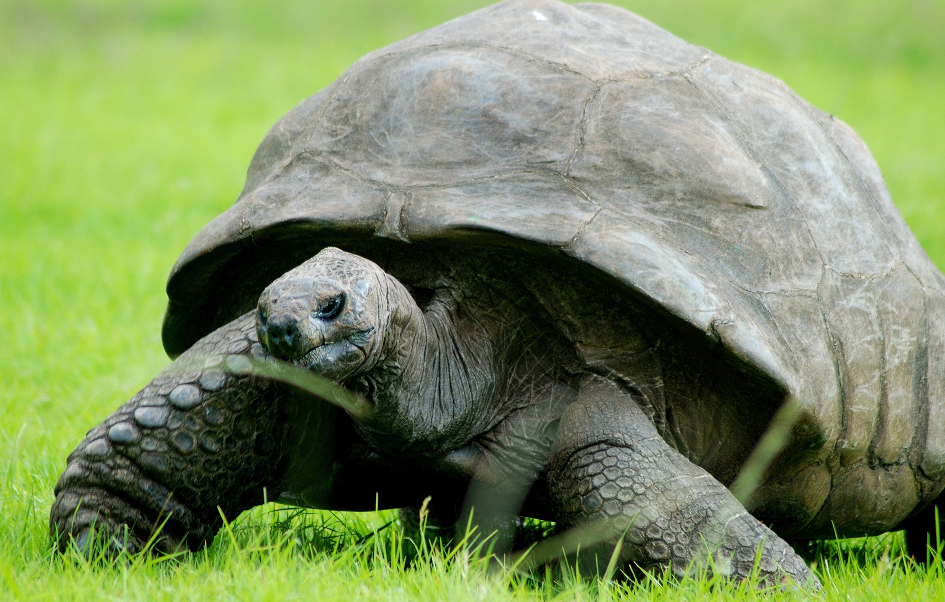 oldest animal in the world - Jonathan the Tortoise