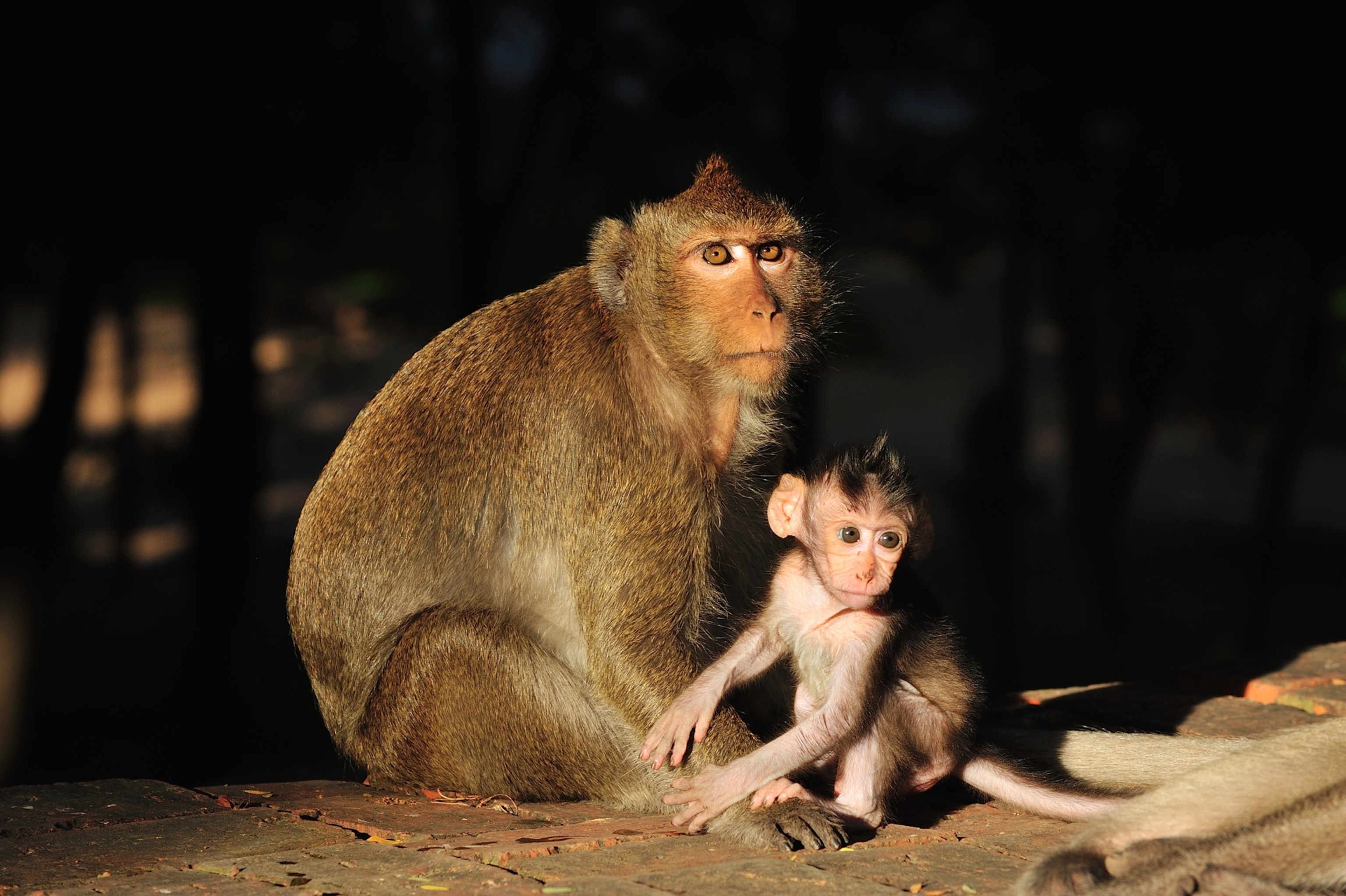 A long-tailed Macaque sitting in the sun looks directly at the camera as her baby sits cautiously at her side.