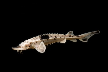a lake sturgeon fish