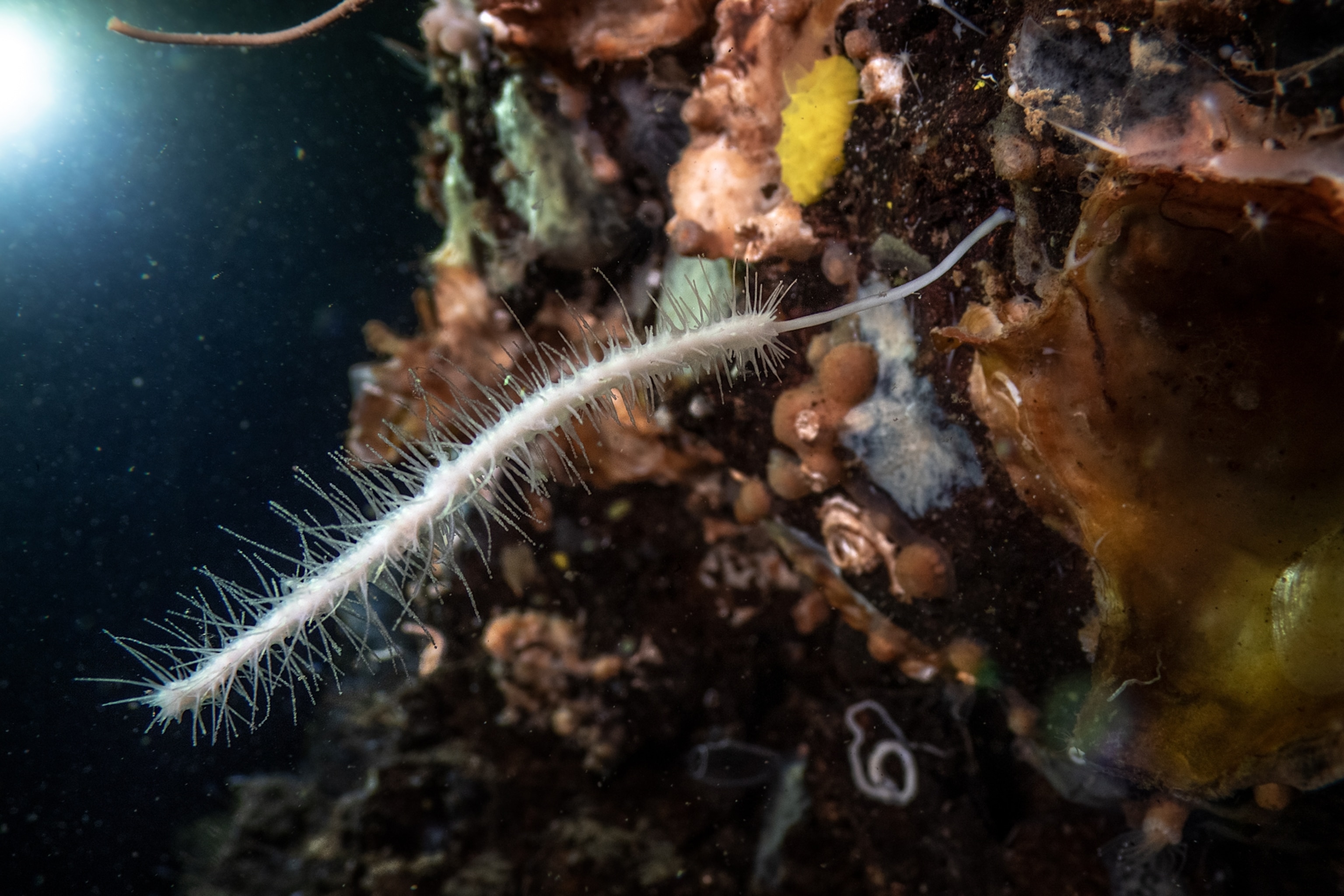 White sponge shaped like a miniature swab.