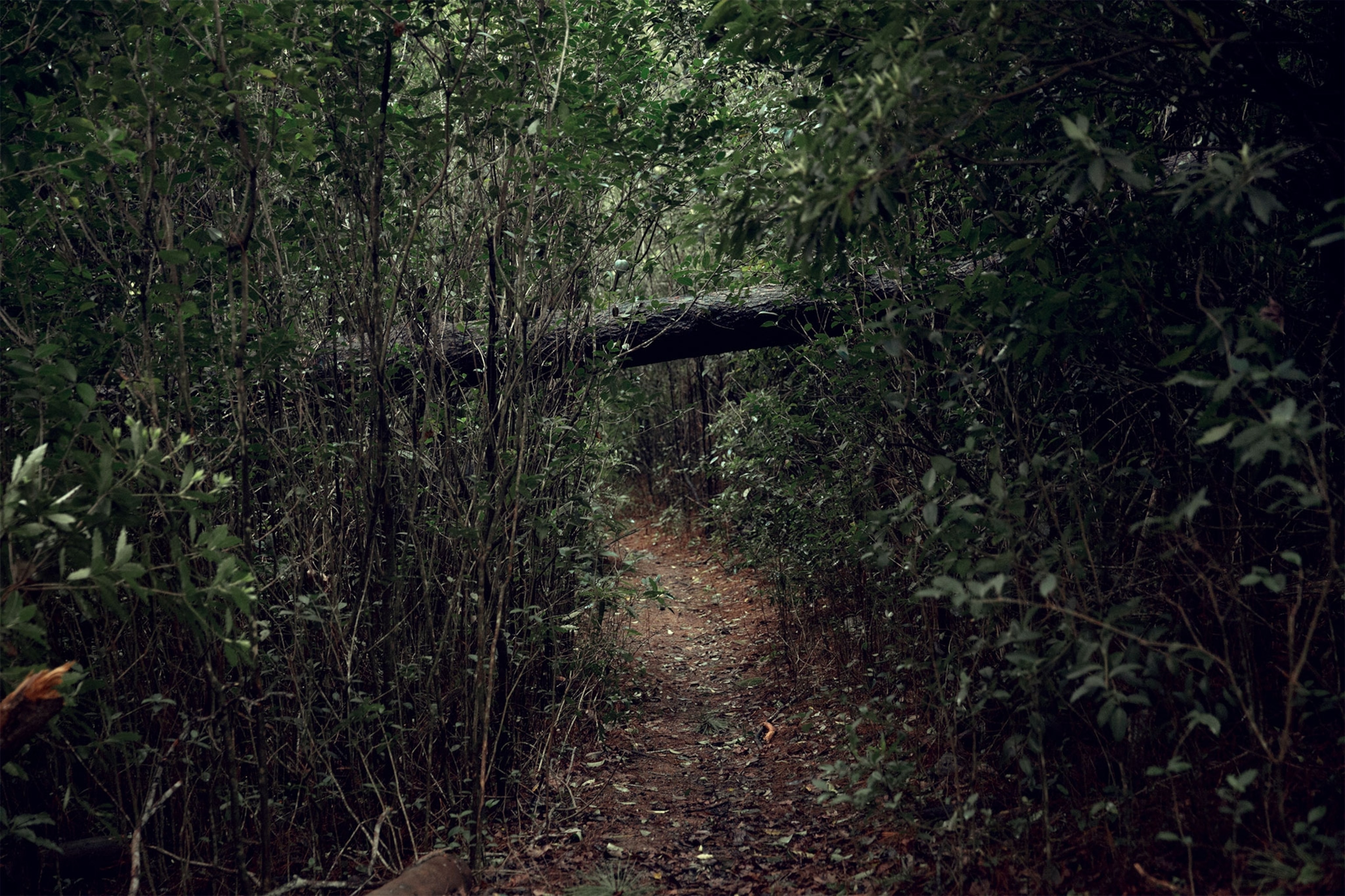 a forest in Uruguay