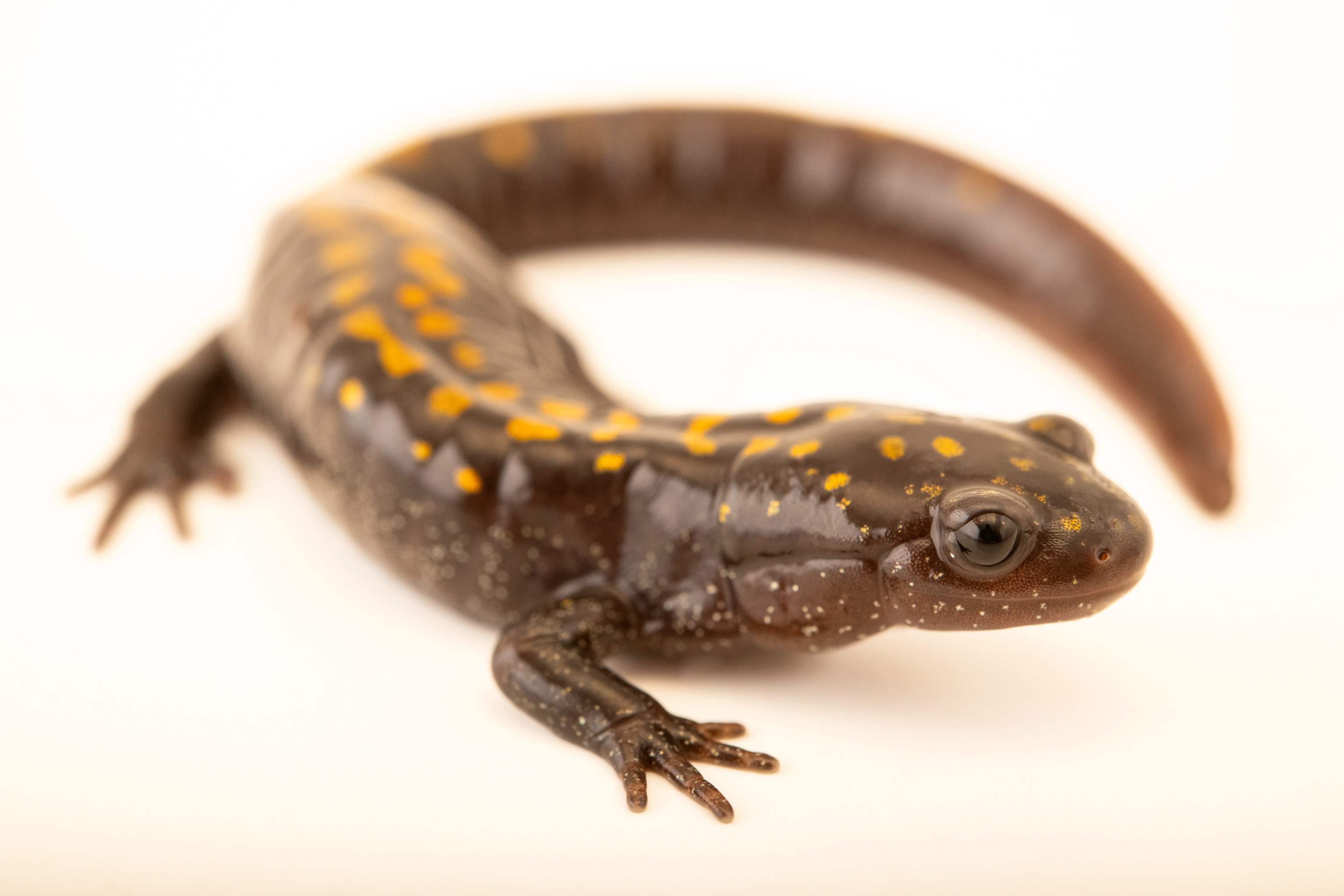 Brown with yellow spots the salamander.