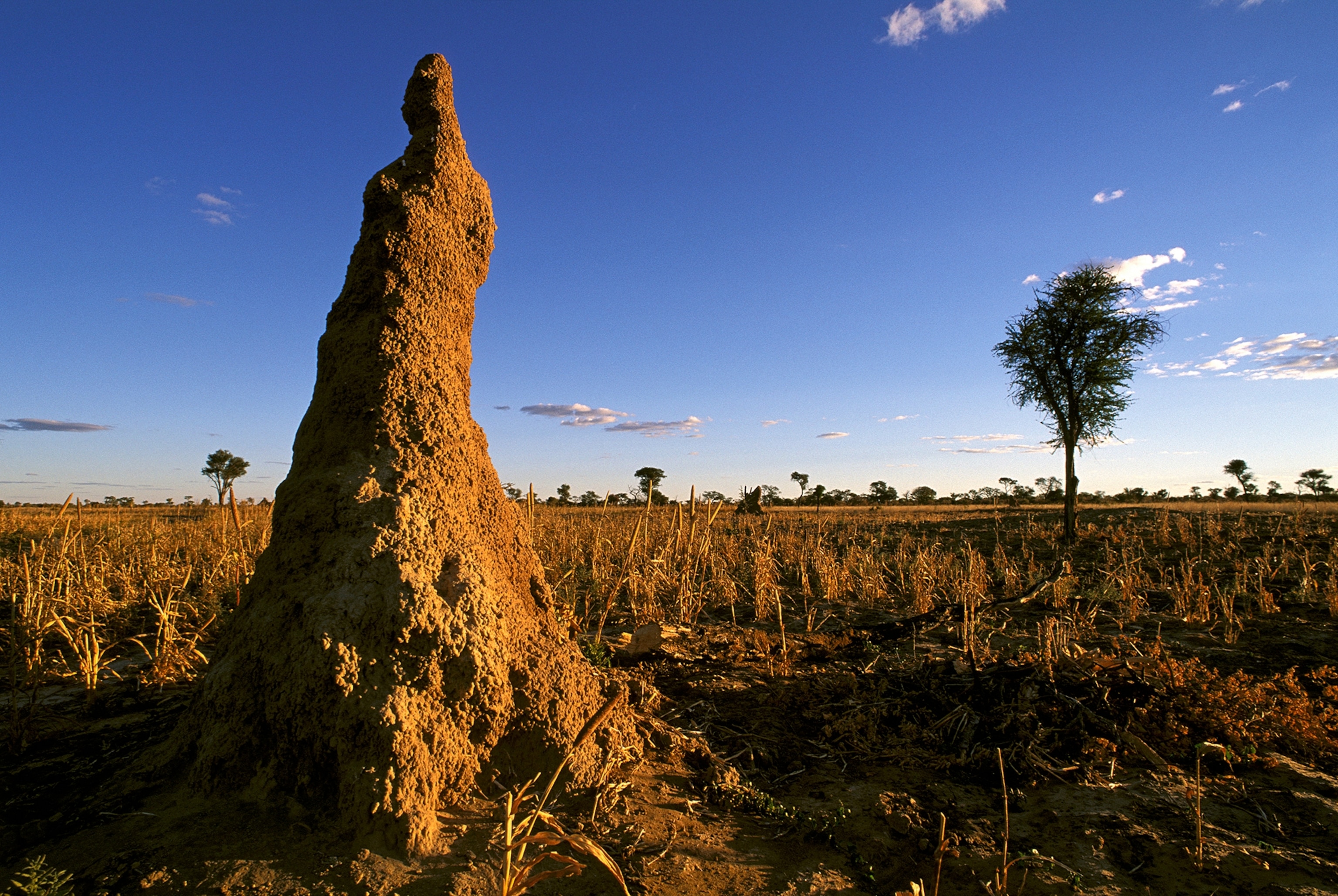 Termite mound in Namibia