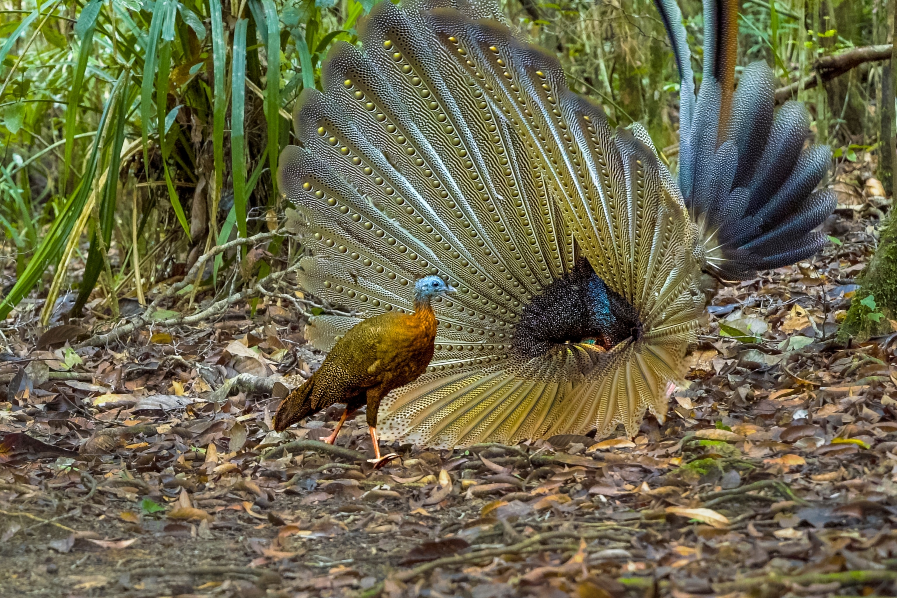 A male great argus catches the attention of a female with a grand display of giant eyespot- covered wing feathers, plus a little dance.