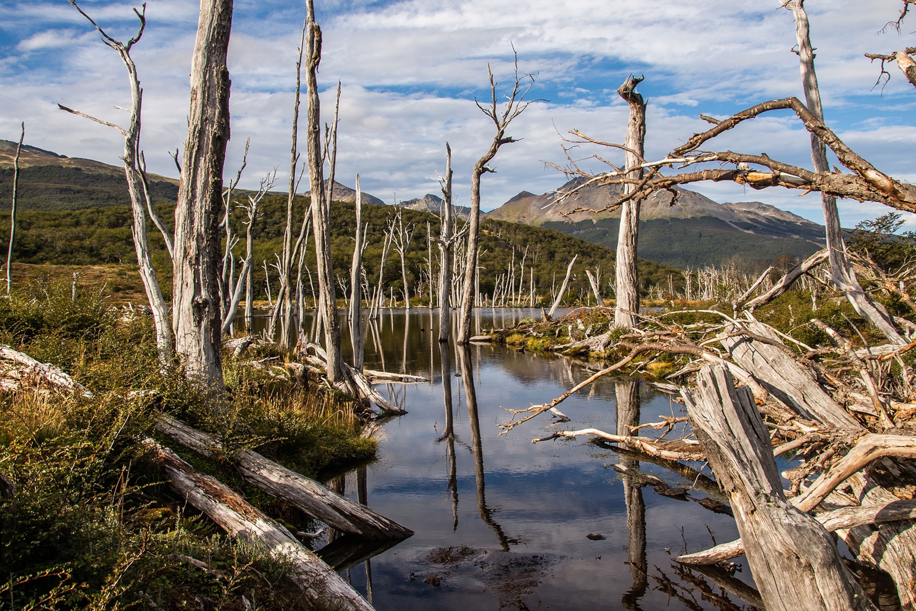 a landscape altered by beavers in Tierra del Fuego, Argentina