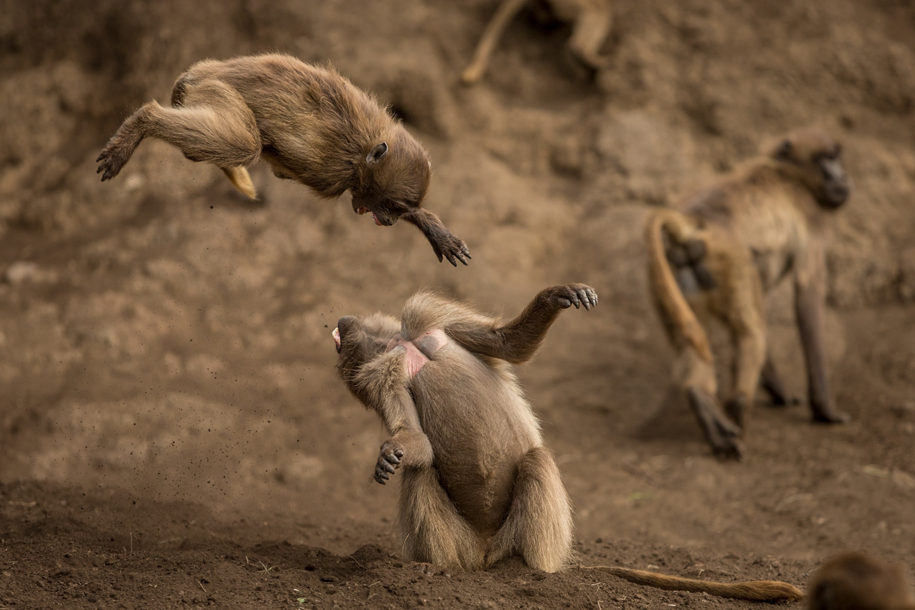 juvenile geladas play fighting