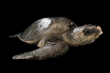 an olive ridley sea turtle
