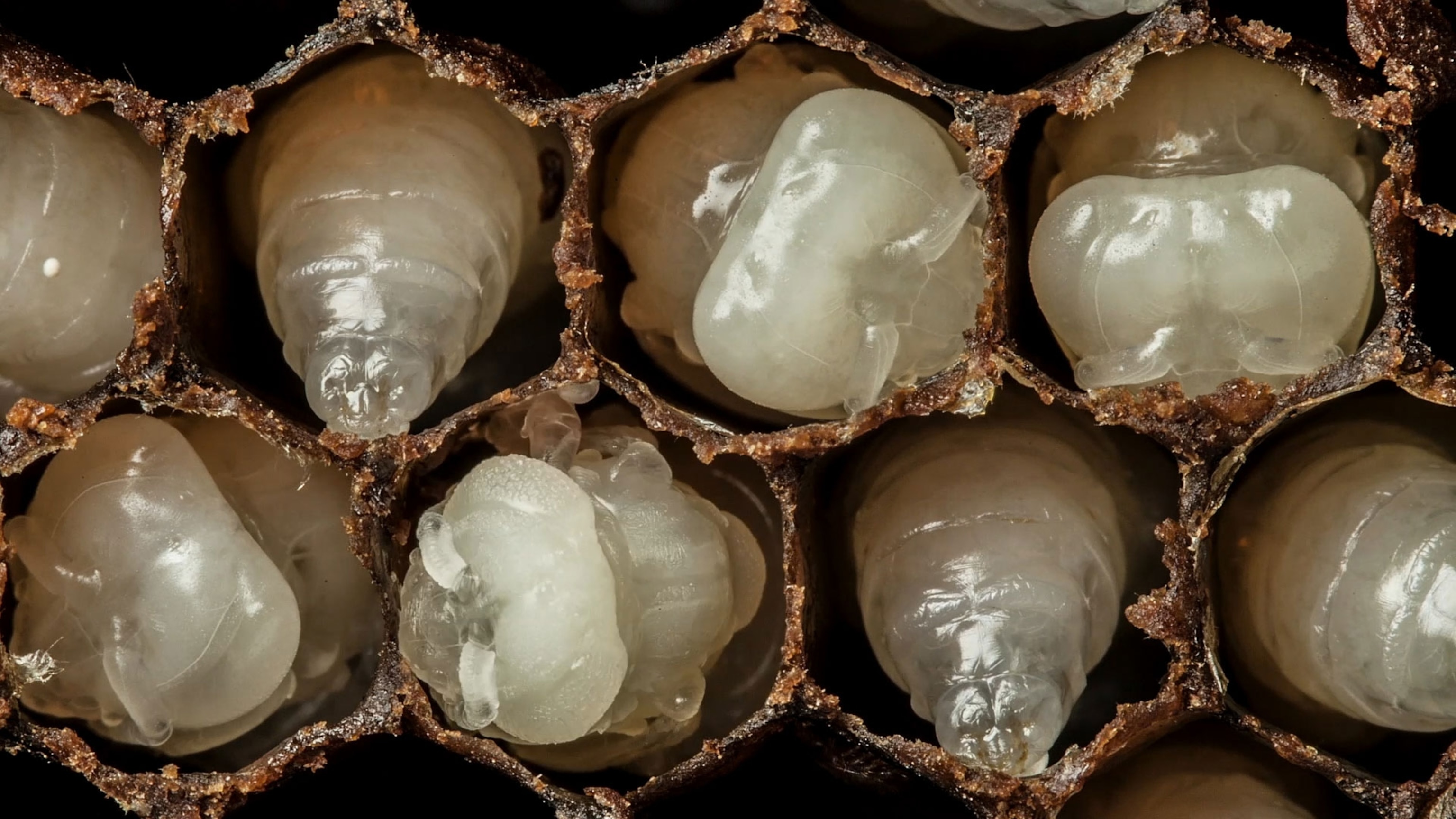 Still frame from a time lapse of bee development
