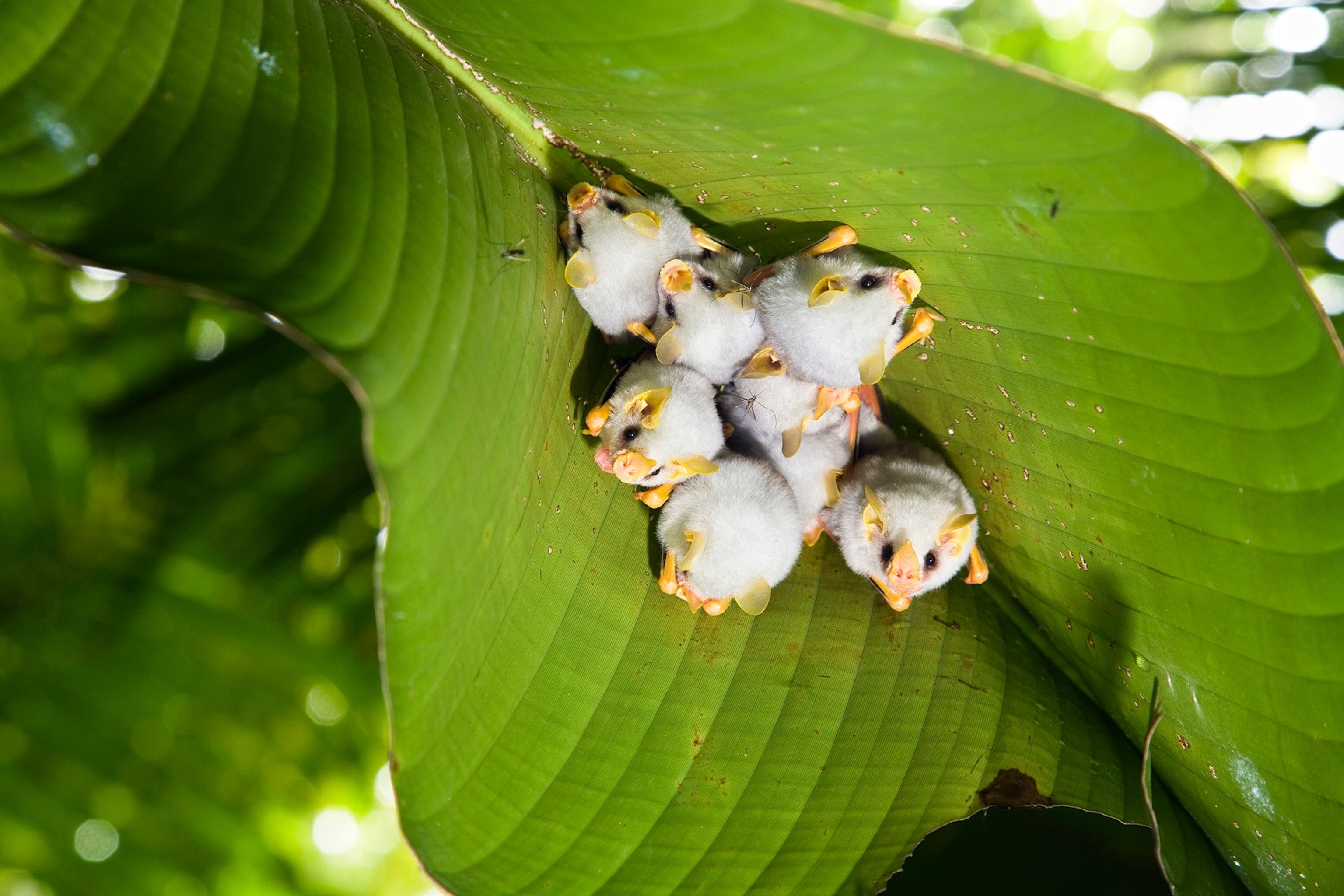 Honduran White Bat (Ectophylla alba) roosting under Heliconia (Heliconia sp.) leaf, Braulio Carrillo National Park, Costa Rica
