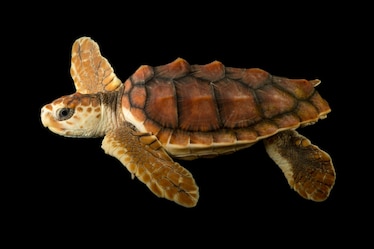 a loggerhead sea turtle