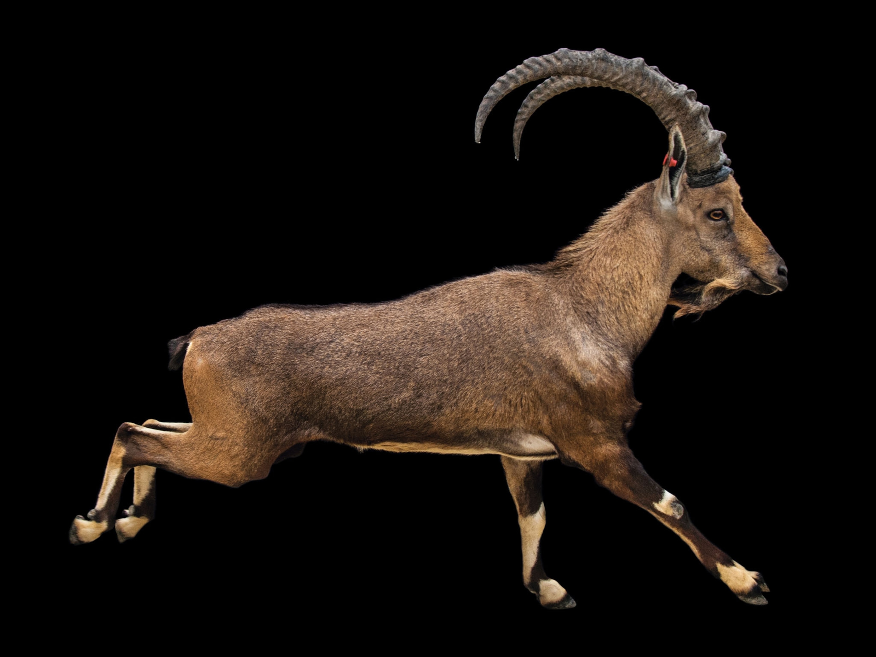 a nubian ibex
