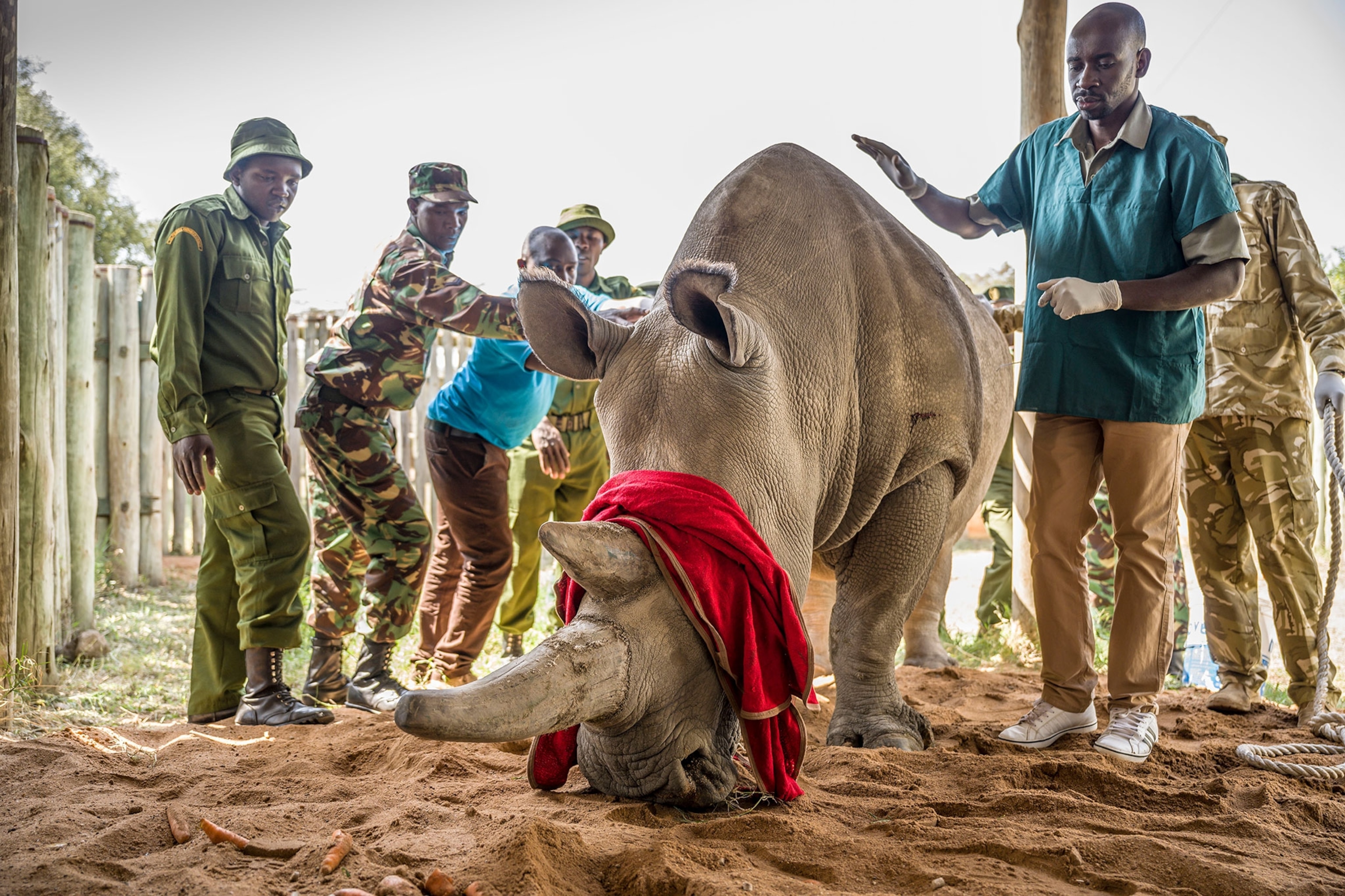 a northern white rhino being anesthetized
