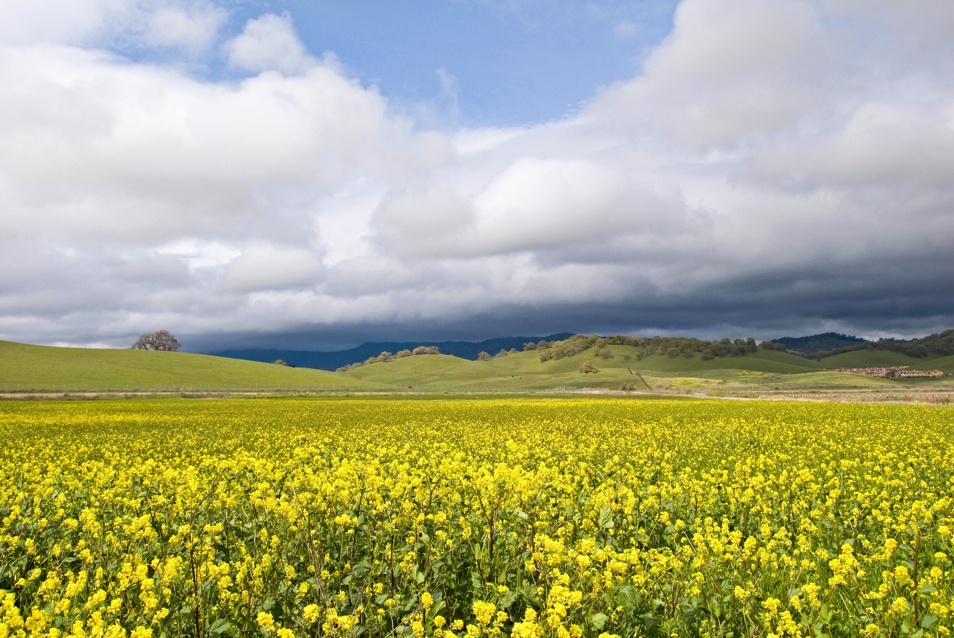 Mustard fields along Suisun Valley Road