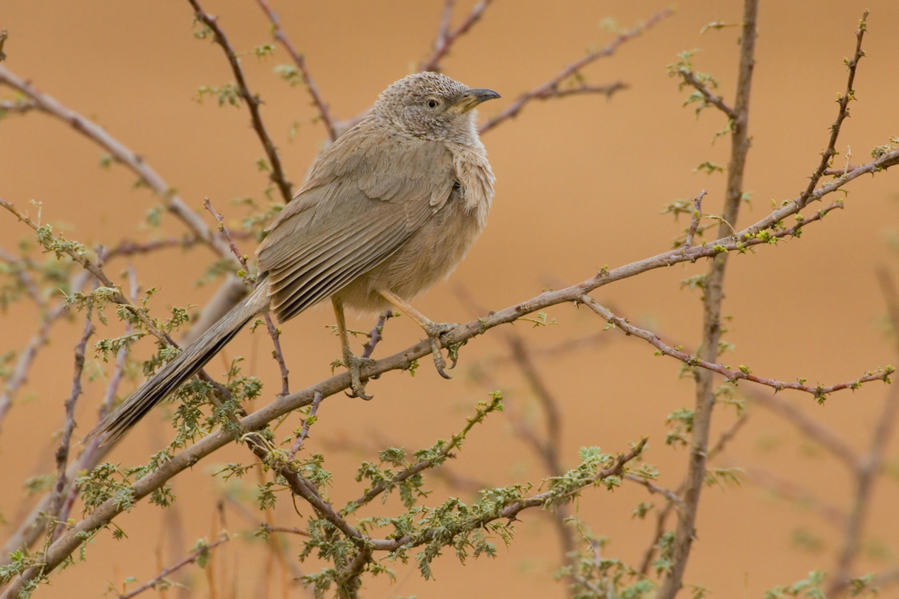 an Arabian babbler