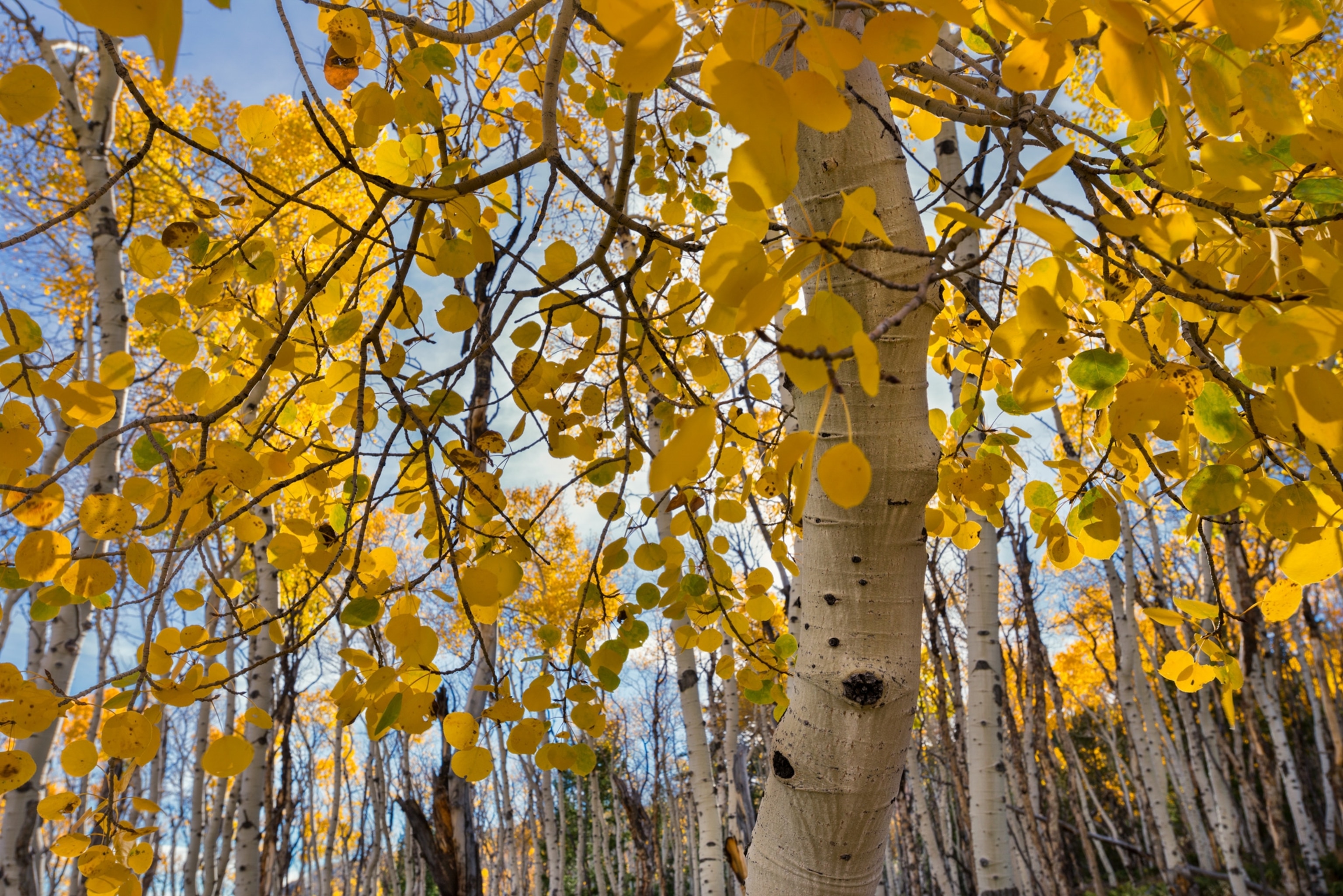 a forest of white slender trees with yellow leaves