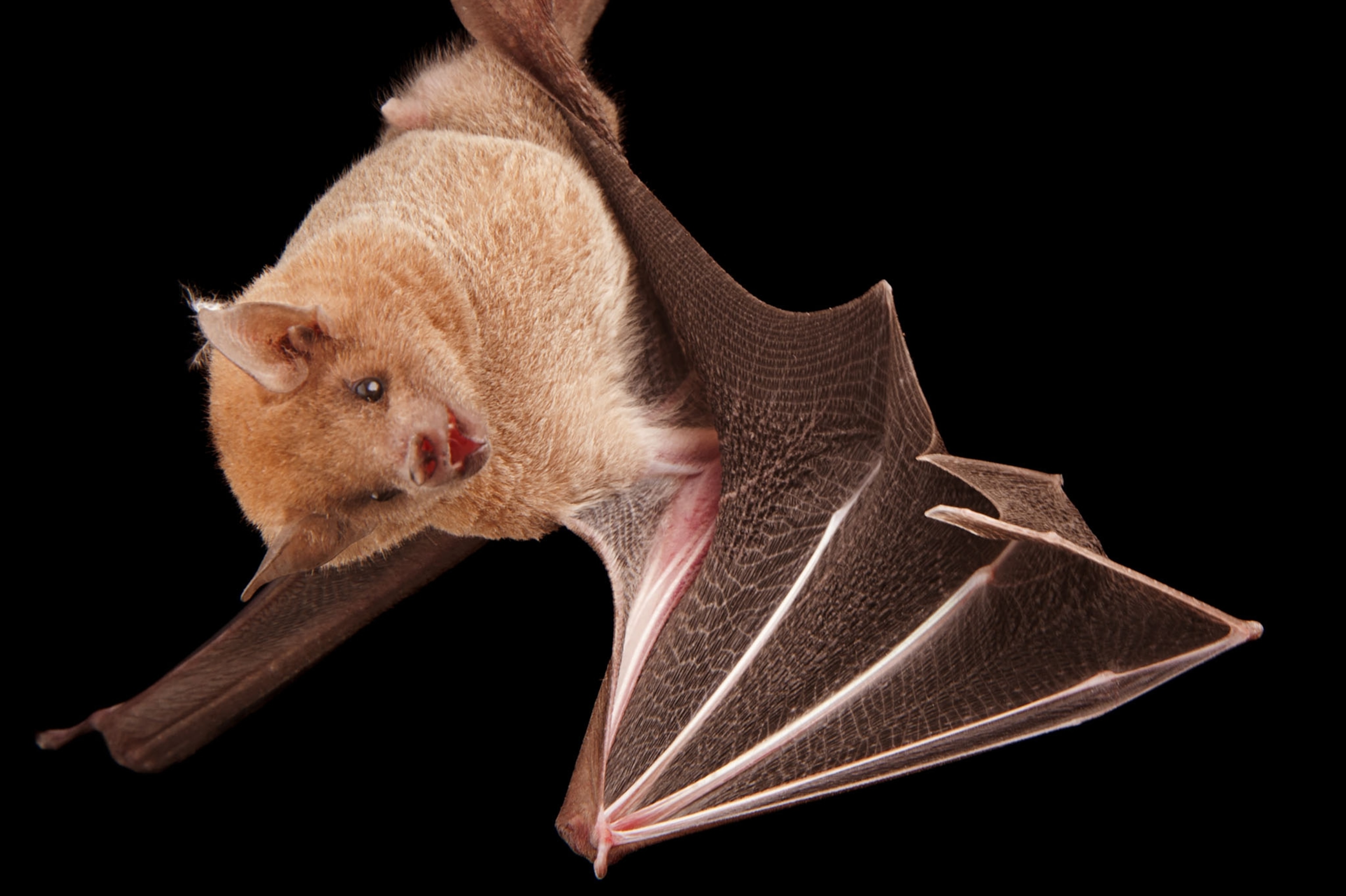 a bat hanging upside down