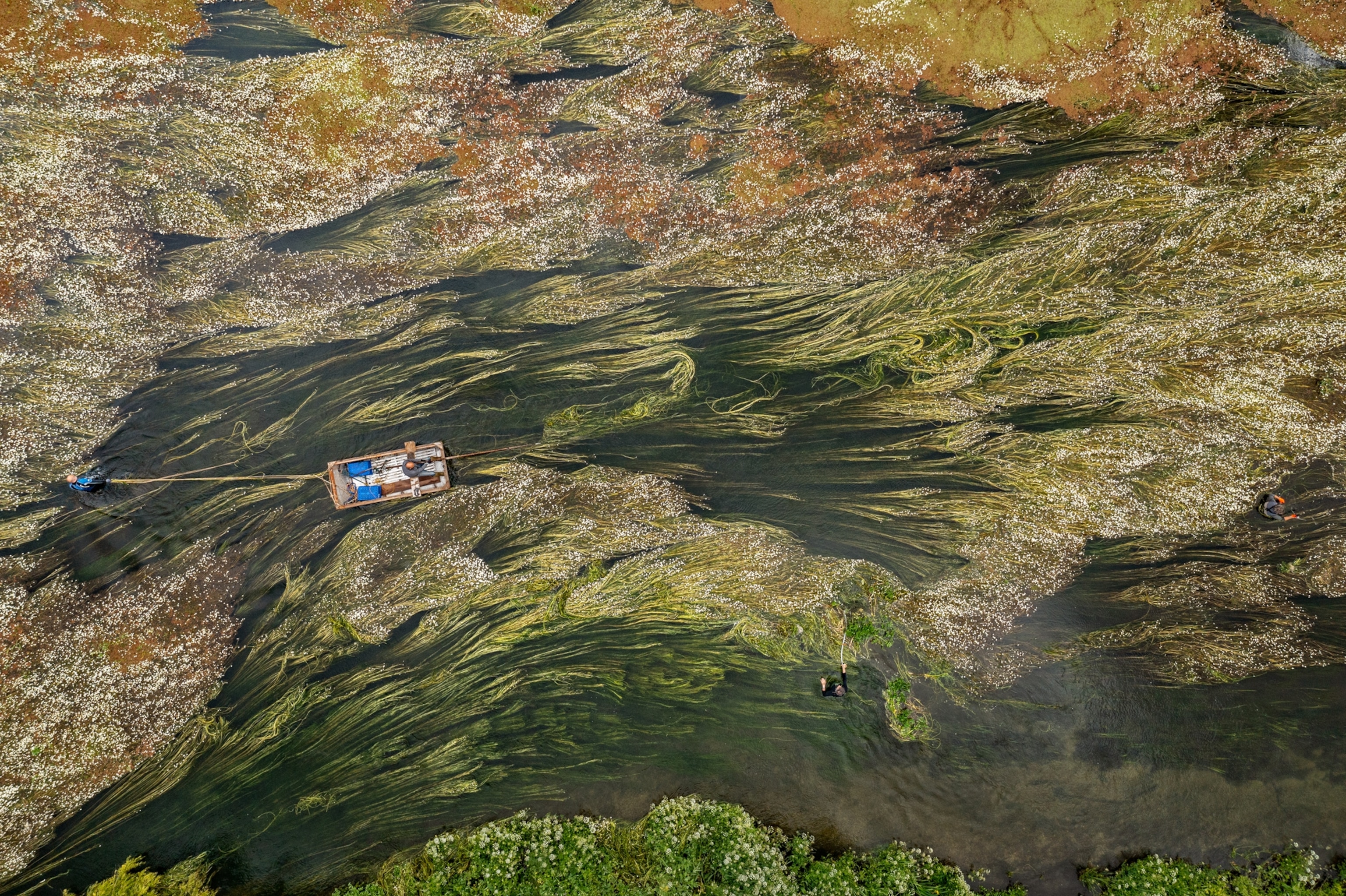 A person in a square raft is seen cutting down the green growth on the stream.