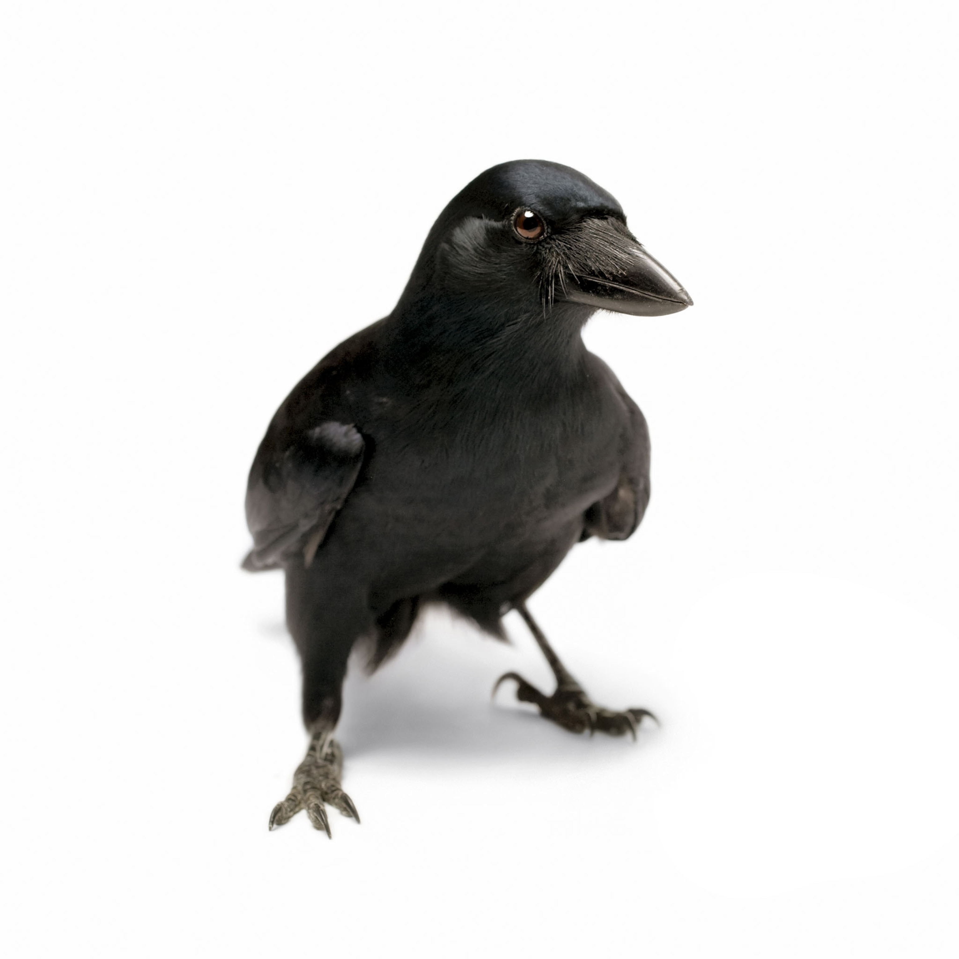 a crow